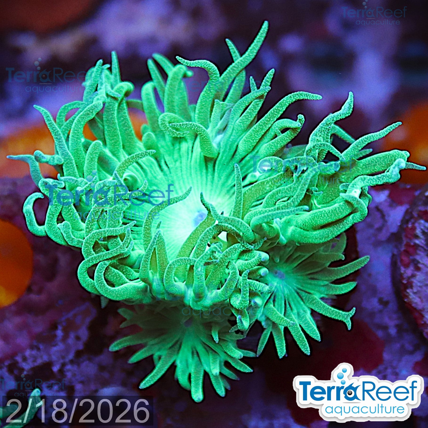 Duncan Coral Duncanopsammia axifuga aquacultured WYSIWYG coral frag for reef tank