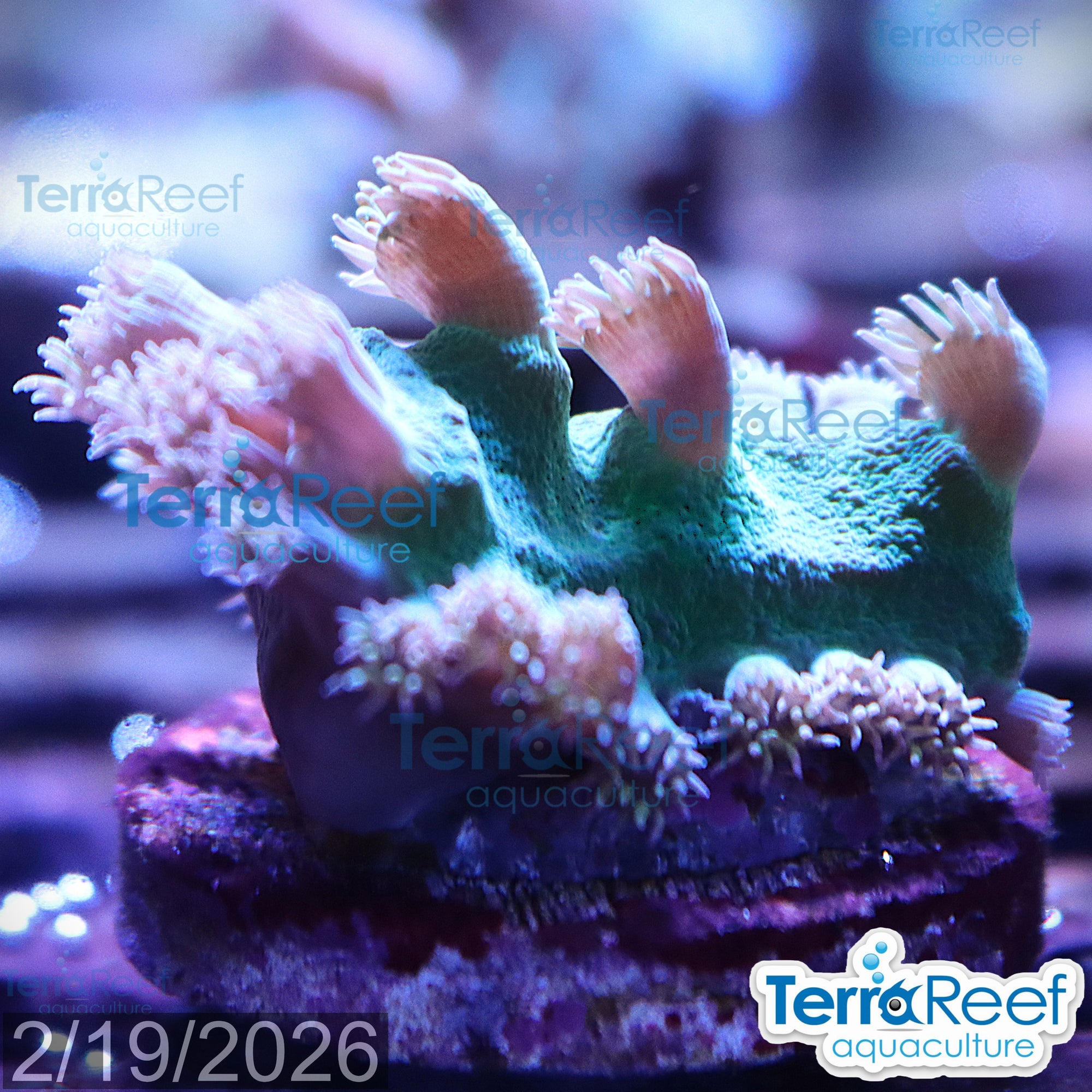 Pagoda cup coral Turbinaria aquacultured WYSIWYG coral frag for reef aquarium