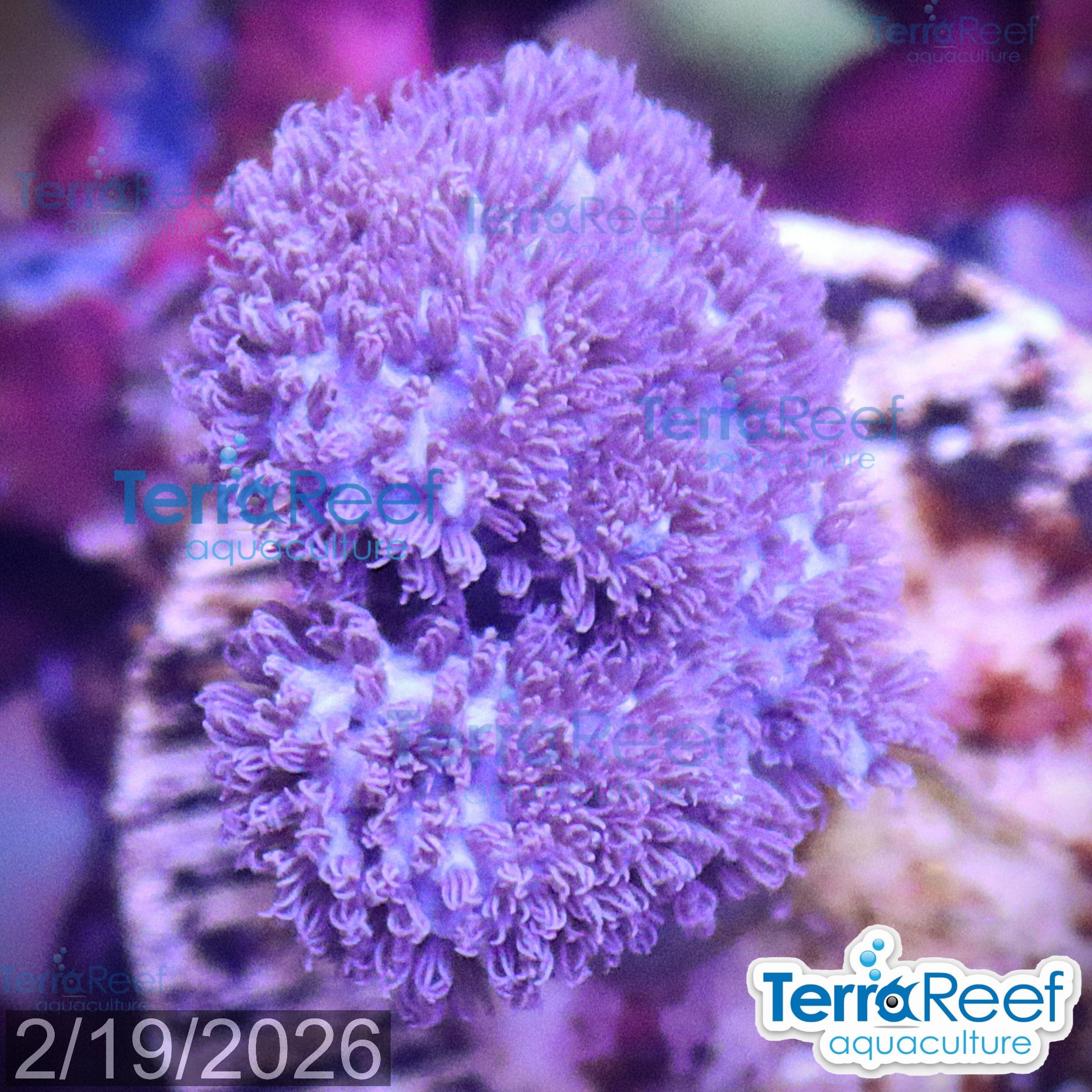 Soft Coral Finger Leather Sinularia aquacultured WYSIWYG coral frag for reef aquarium