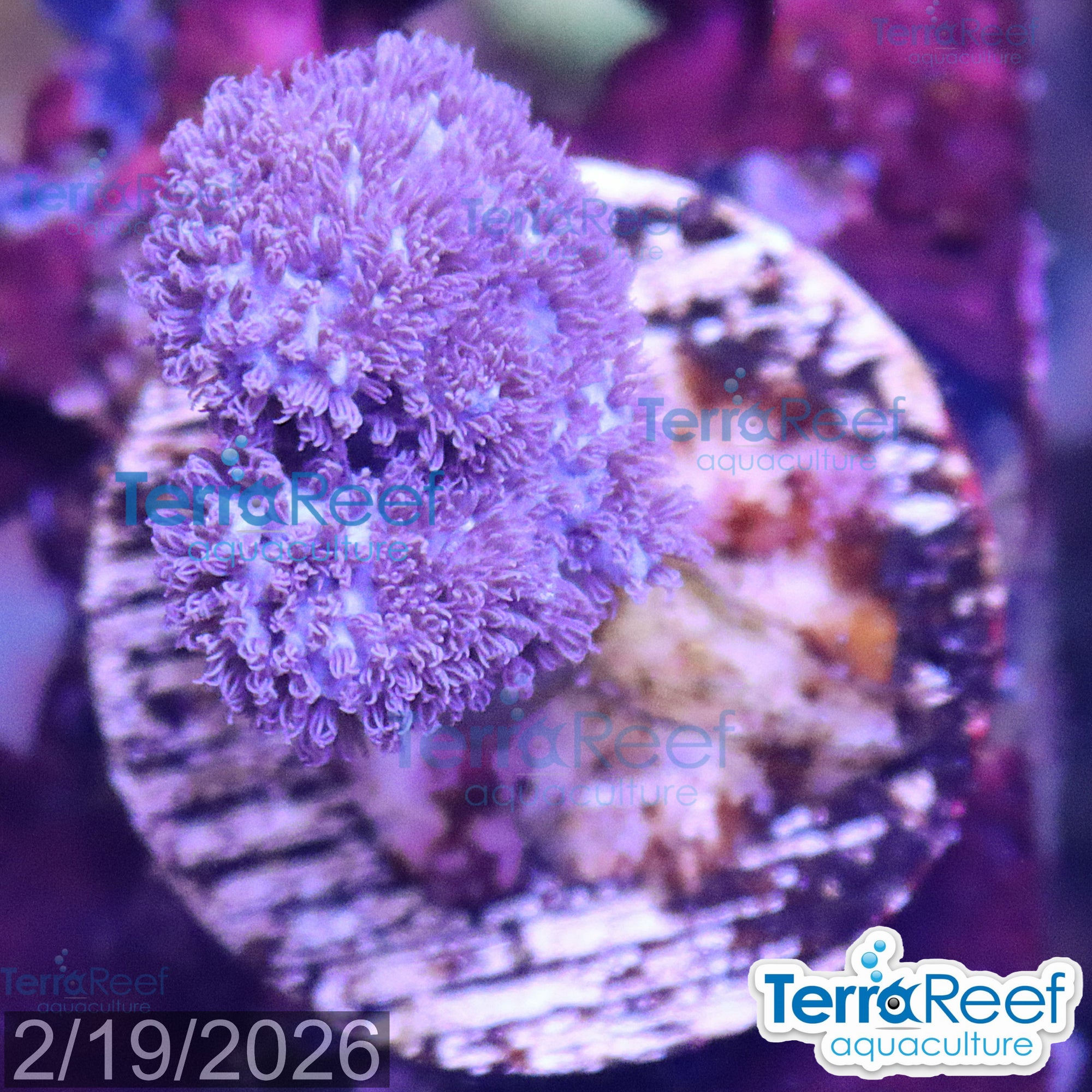 Soft Coral Finger Leather Sinularia WYSIWYG Frag 13Left