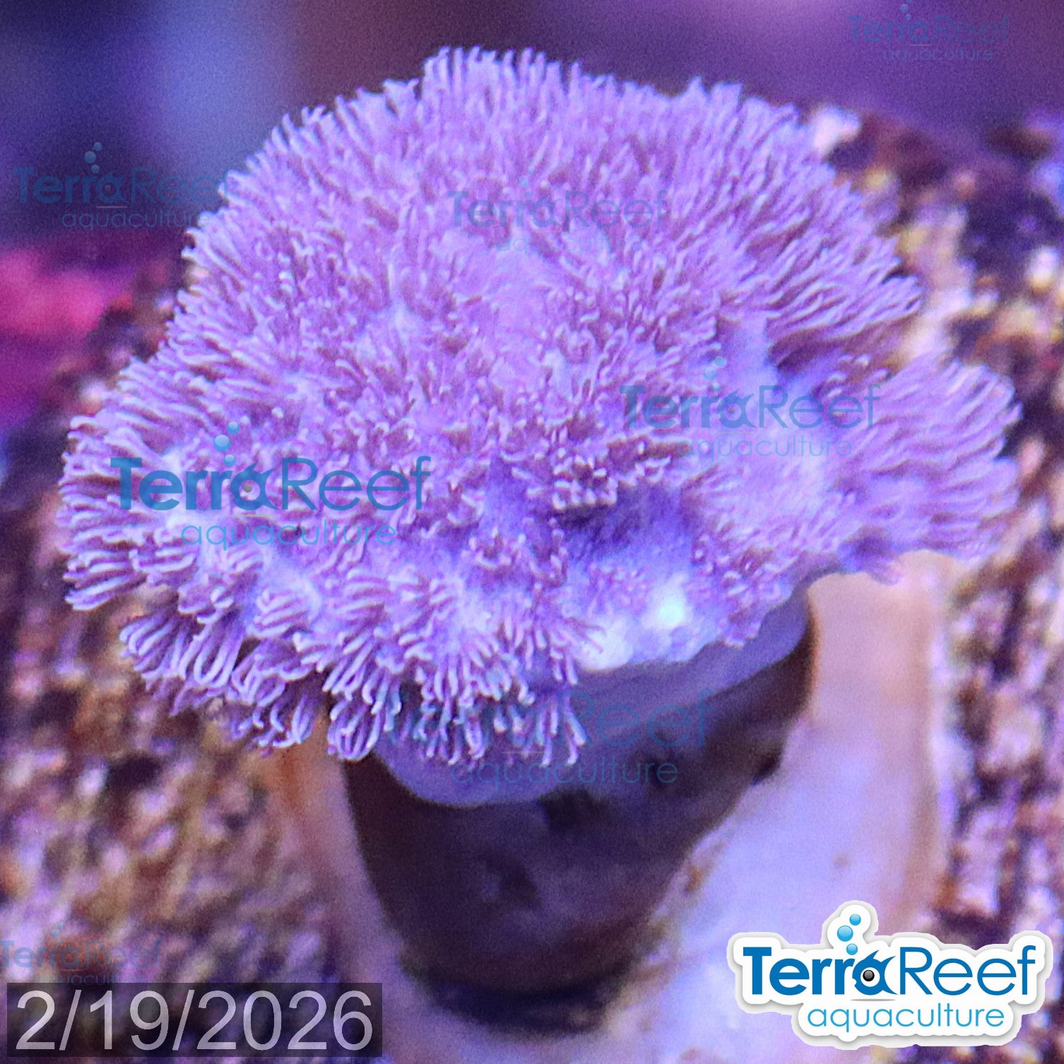 Soft Coral Finger Leather Sinularia aquacultured Qted WYSIWYG coral frag for reef tank