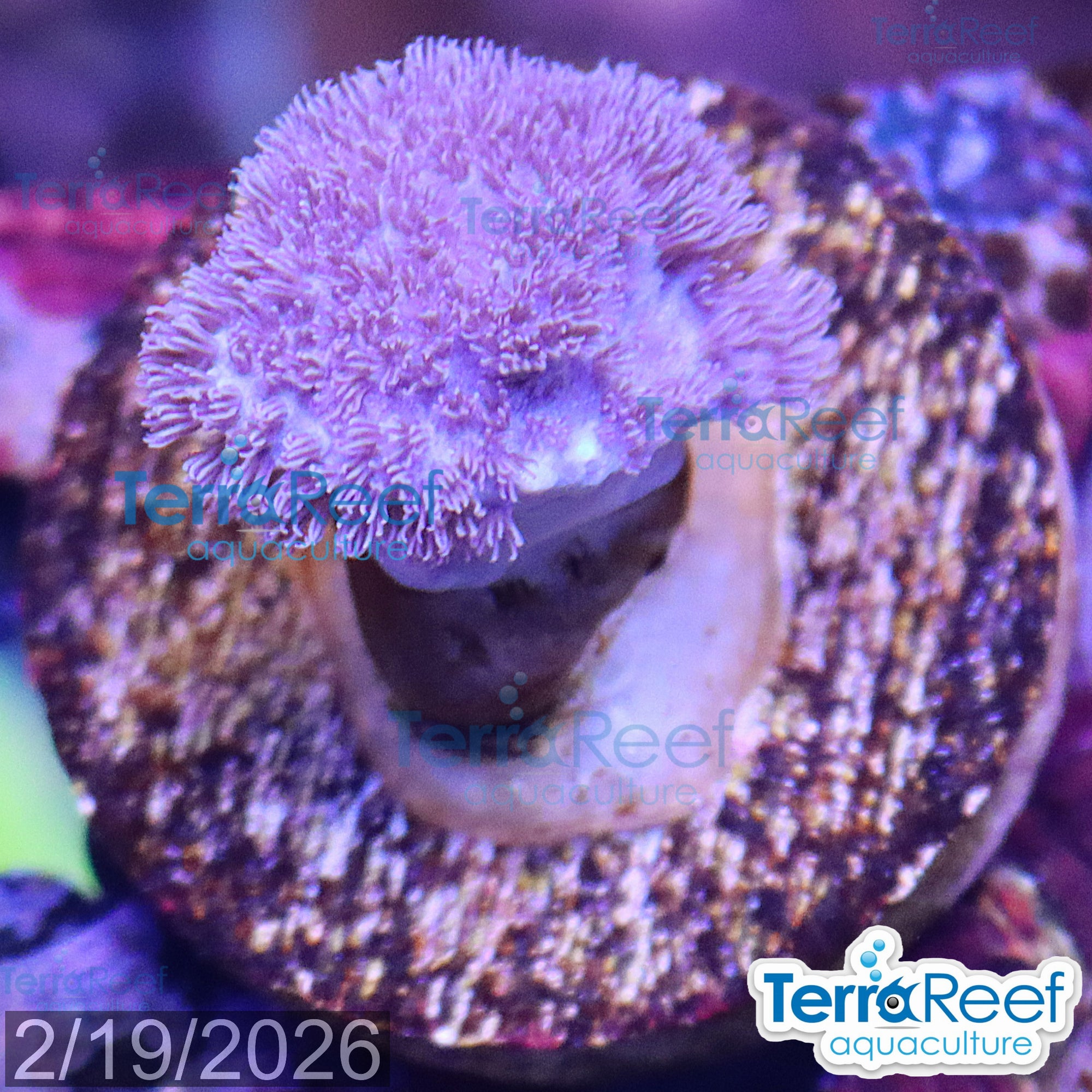 Soft Coral Finger Leather Sinularia WYSIWYG Frag 12Right