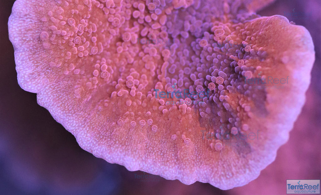Grafted ORA Purple and Red Monti Cap Frag Stock