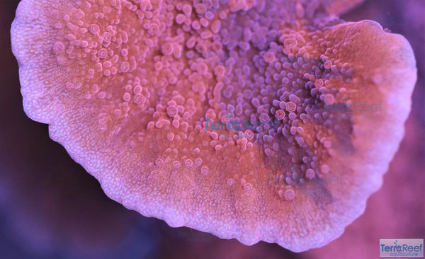Grafted ORA Purple and Red Monti Cap Frag Stock