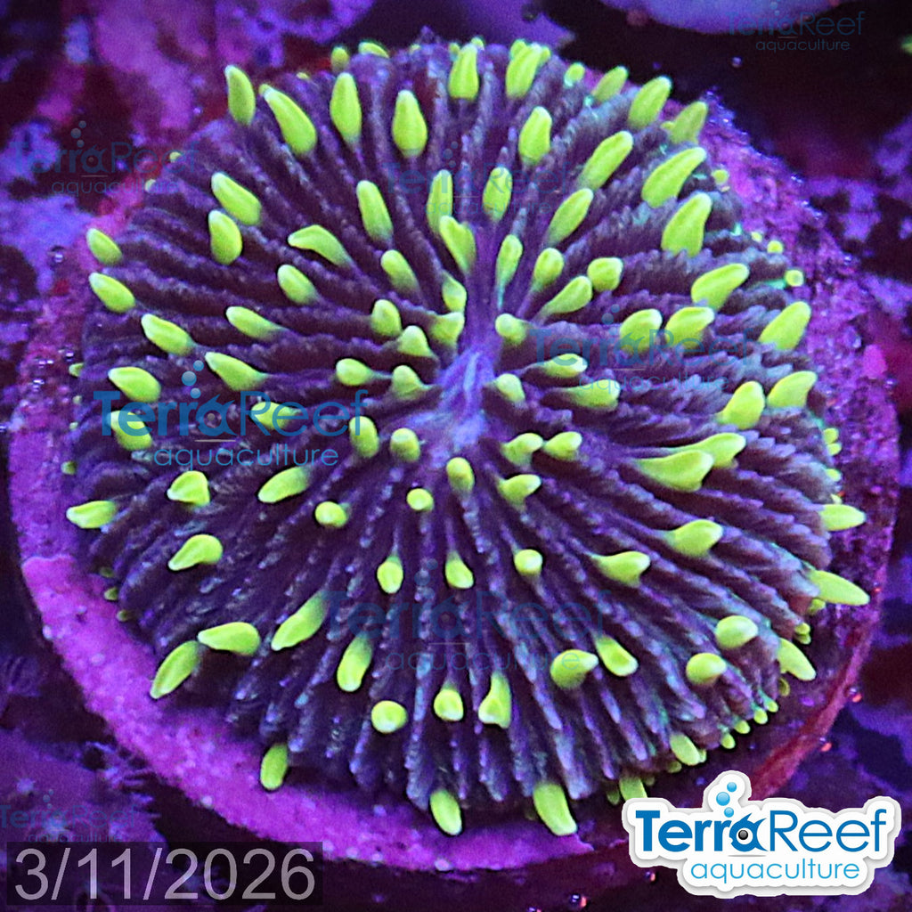 WYSIWYG ReefGen Fungia plate coral for reef aquarium