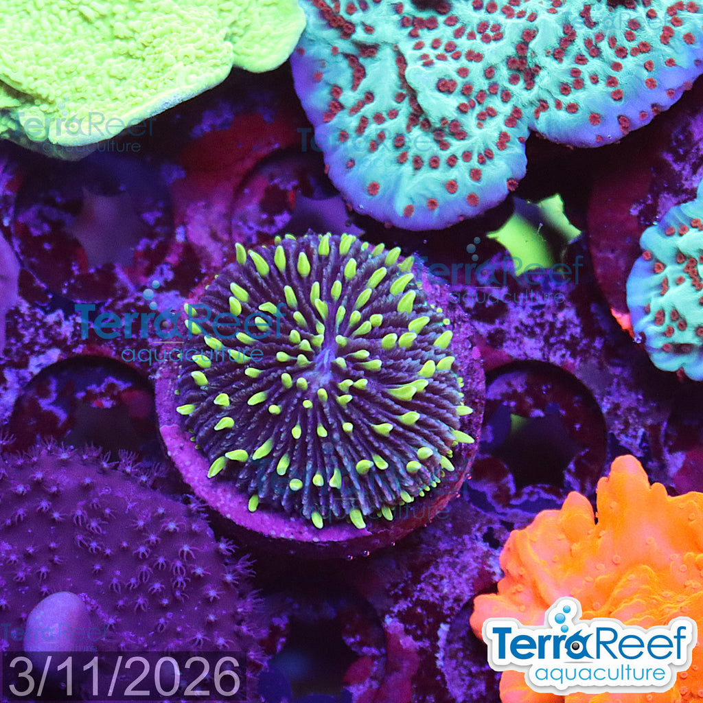 ReefGen Project X Fungid Fungia Plate WYSIWYG Frag 19Loose