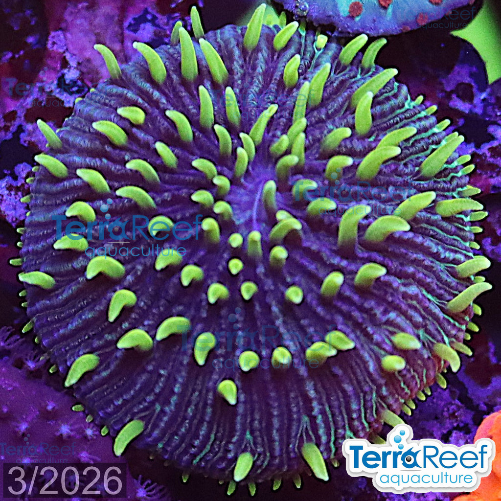 ReefGen Project X Fungid Fungia Plate WYSIWYG Frag 19Loose