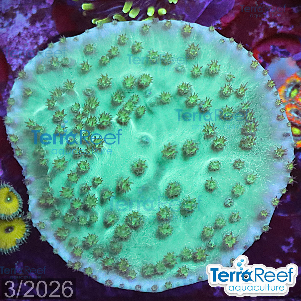 Green Scroll WYSIWYG Coral Frag 15Right
