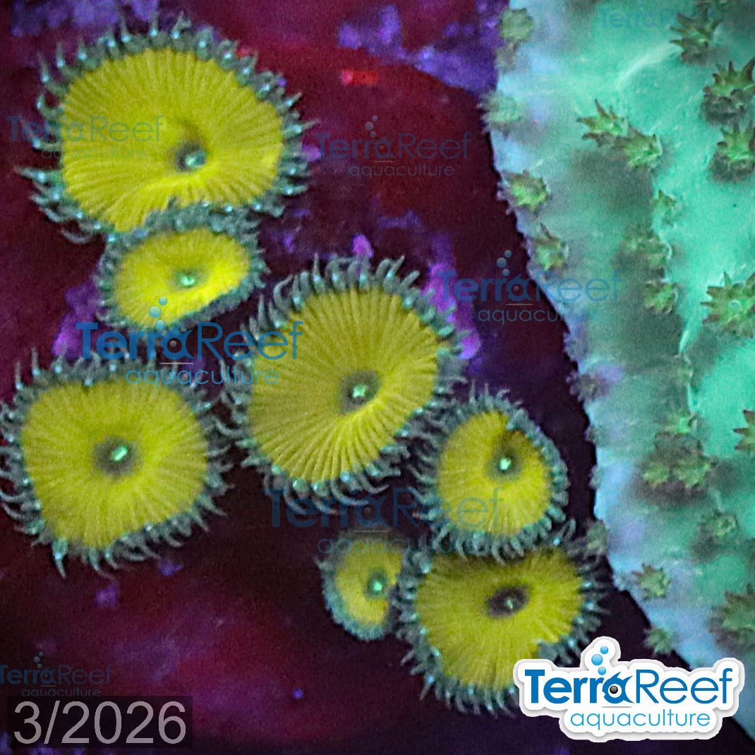 Nuclear Green Paly Zoanthids WYSIWYG Frag 25Sink