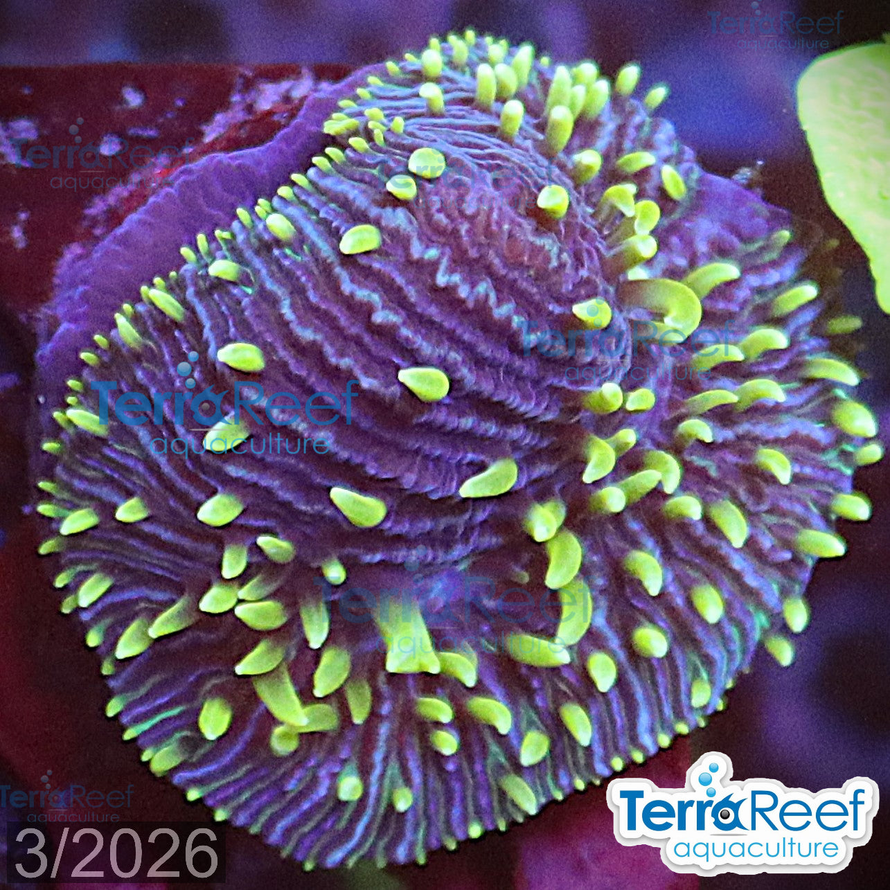 ReefGen Project X Fungid Fungia Plate WYSIWYG Frag 15Right