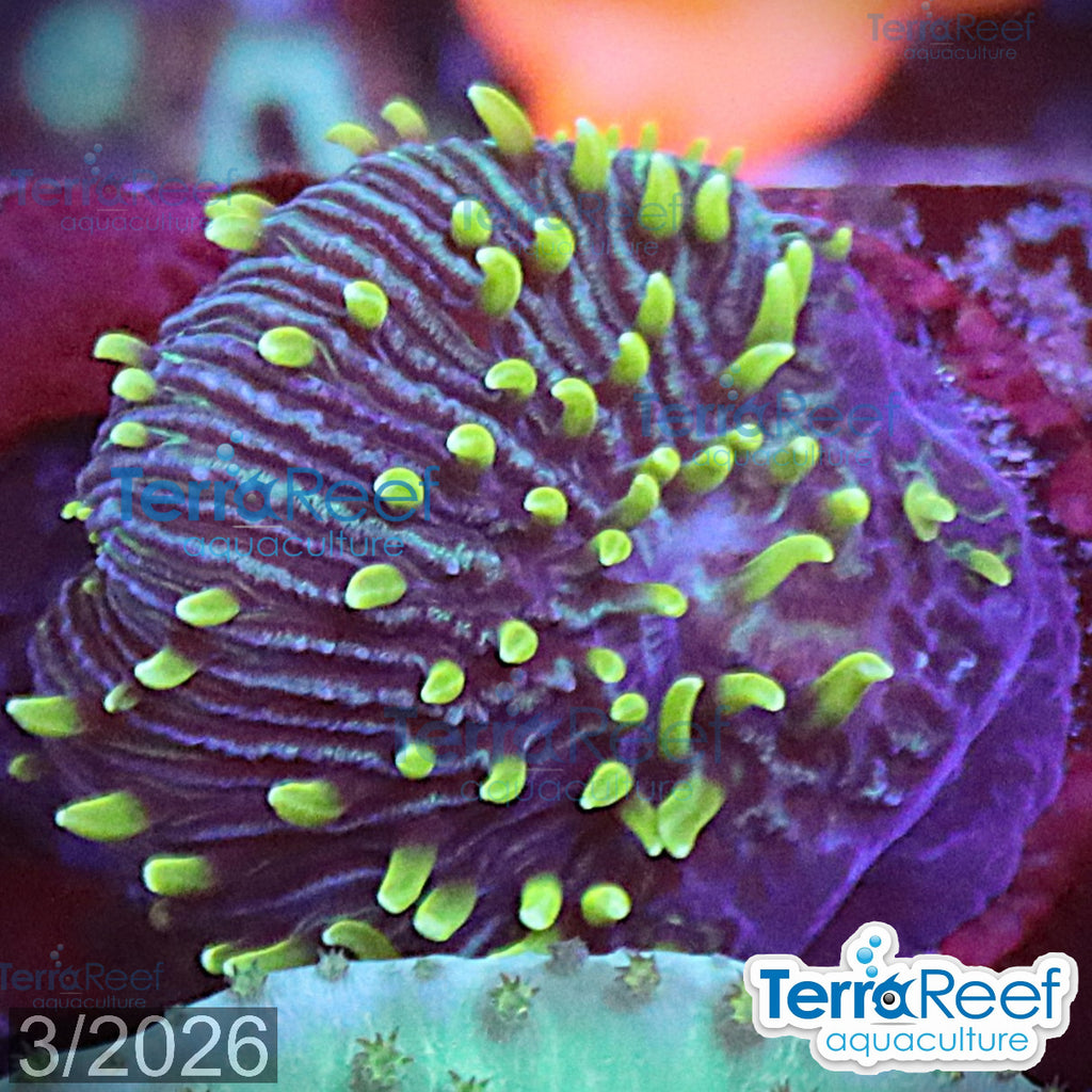 ReefGen Project X Fungid Fungia Plate WYSIWYG Frag 16Left