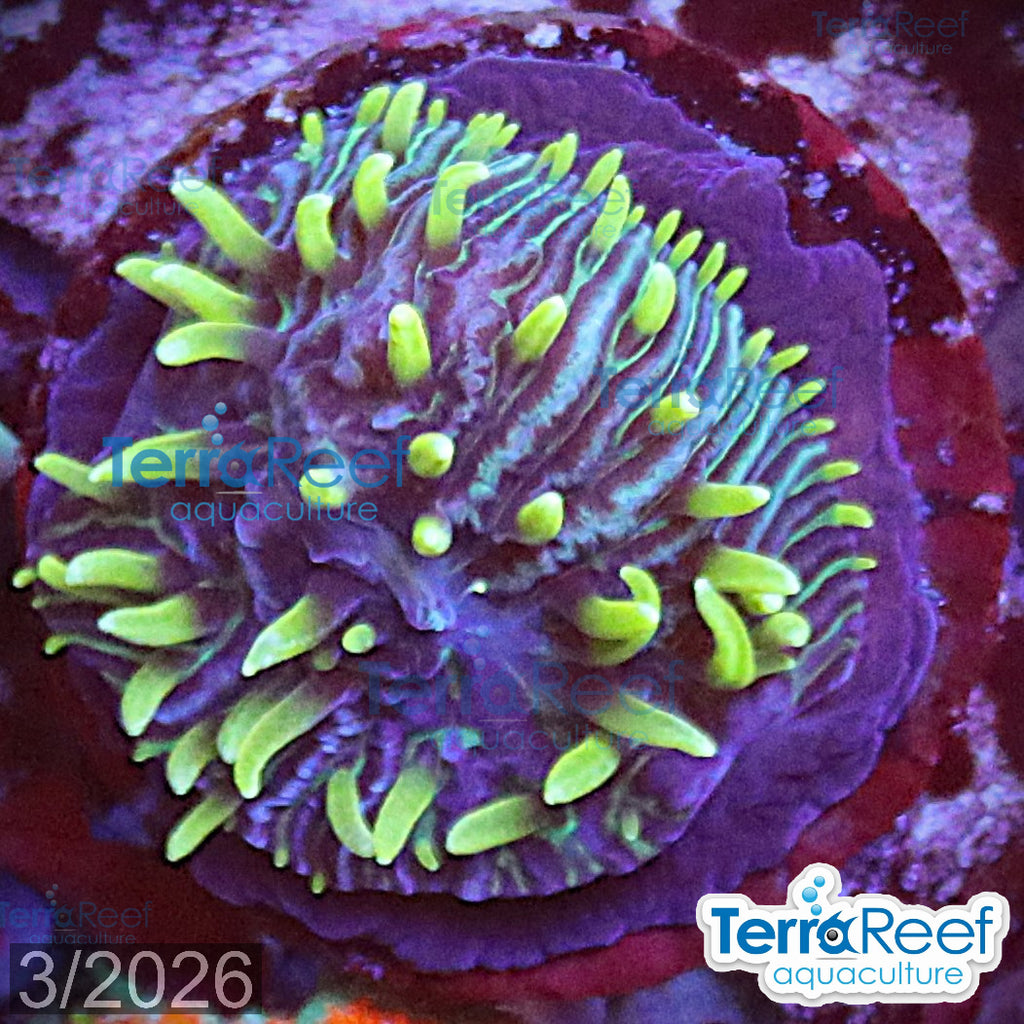 ReefGen Project X Fungid Fungia Plate WYSIWYG Frag 18Middle