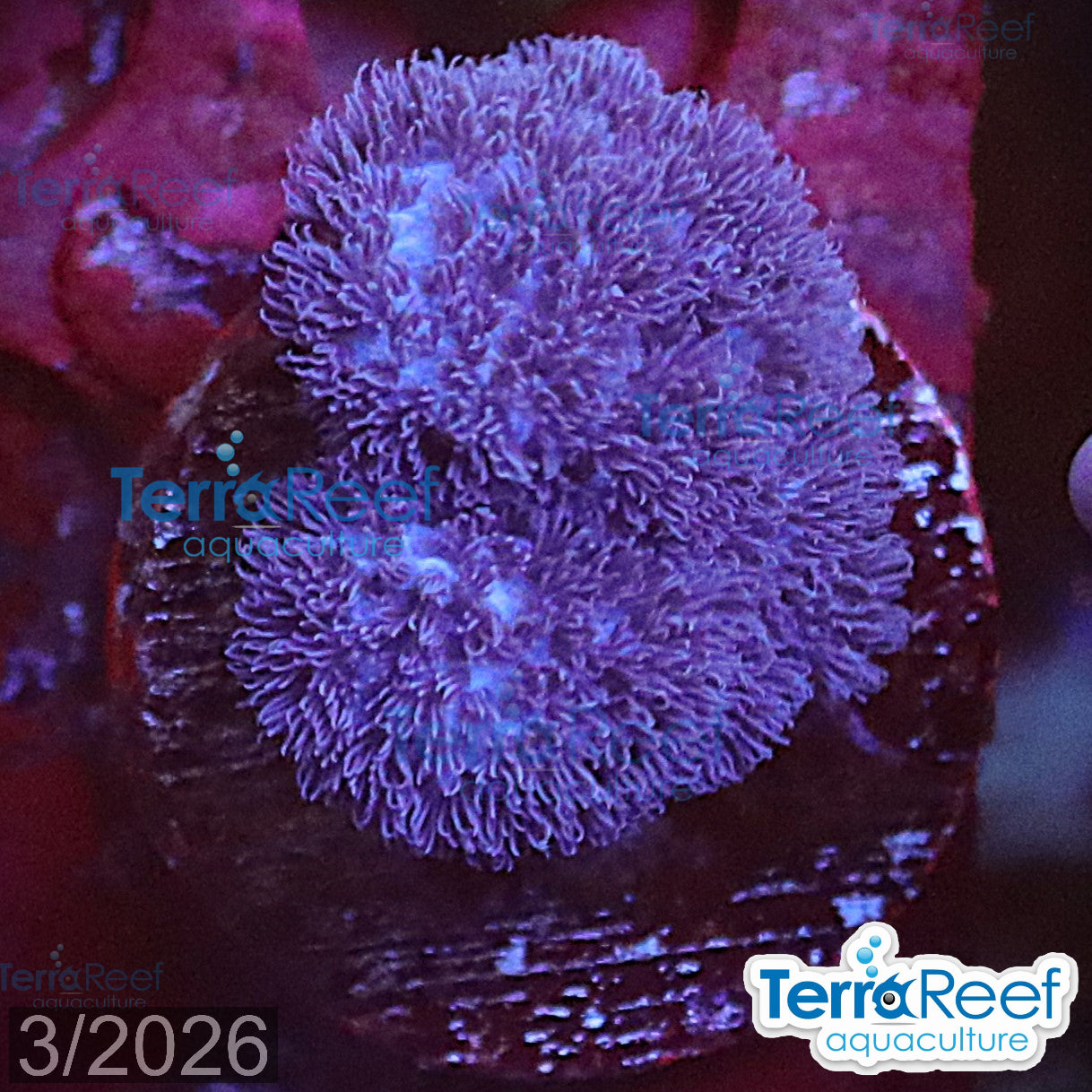 Soft Coral Finger Leather Sinularia WYSIWYG Frag 13Left