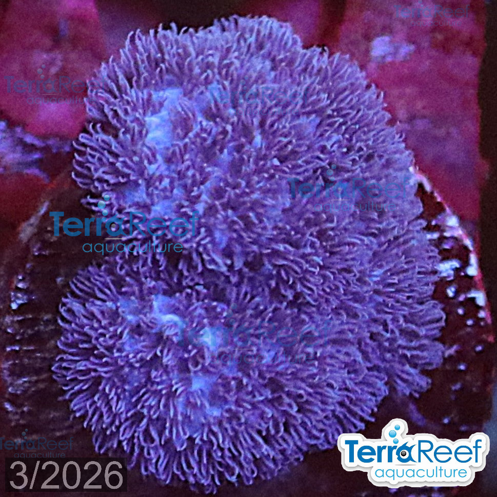 Soft Coral Finger Leather Sinularia WYSIWYG Frag 13Left