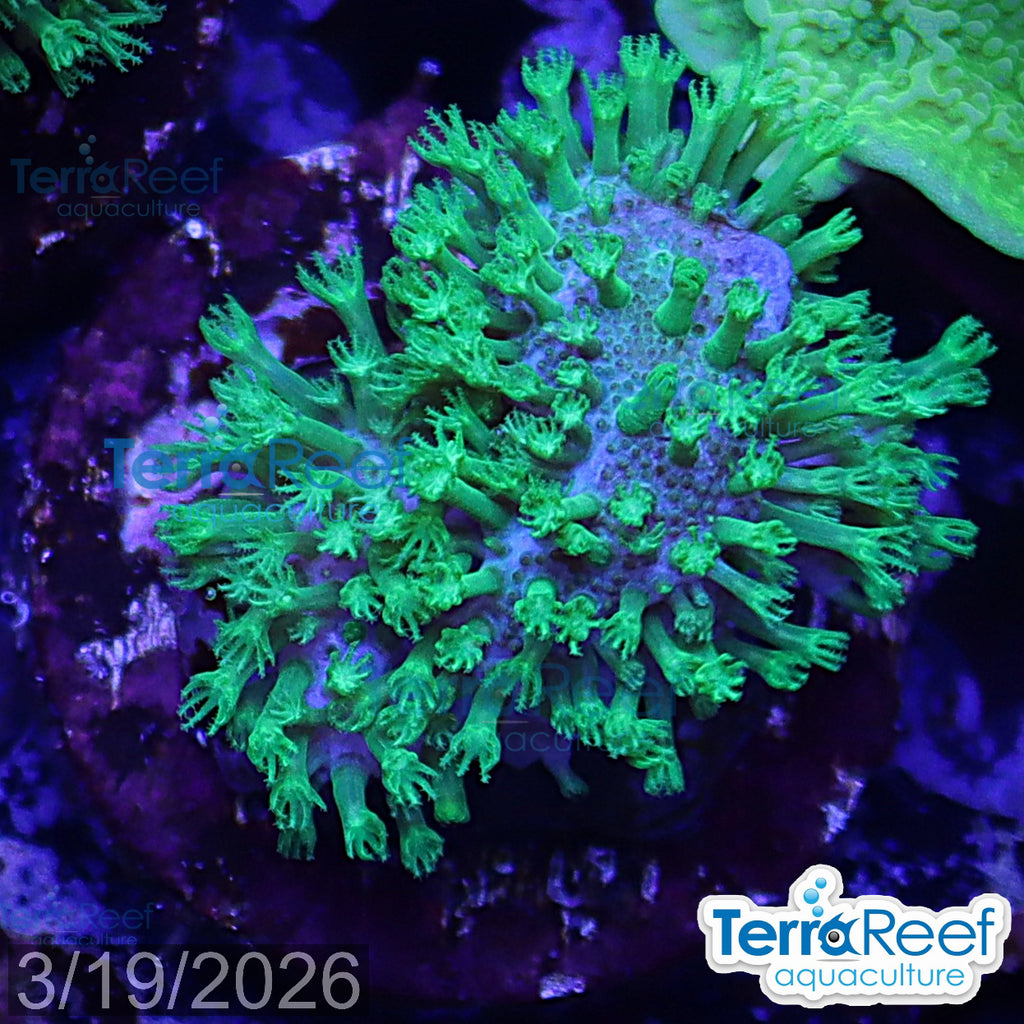 Tyree Green Sarcophyton Toadstool Leather aquacultured WYSIWYG coral frag for reef aquarium