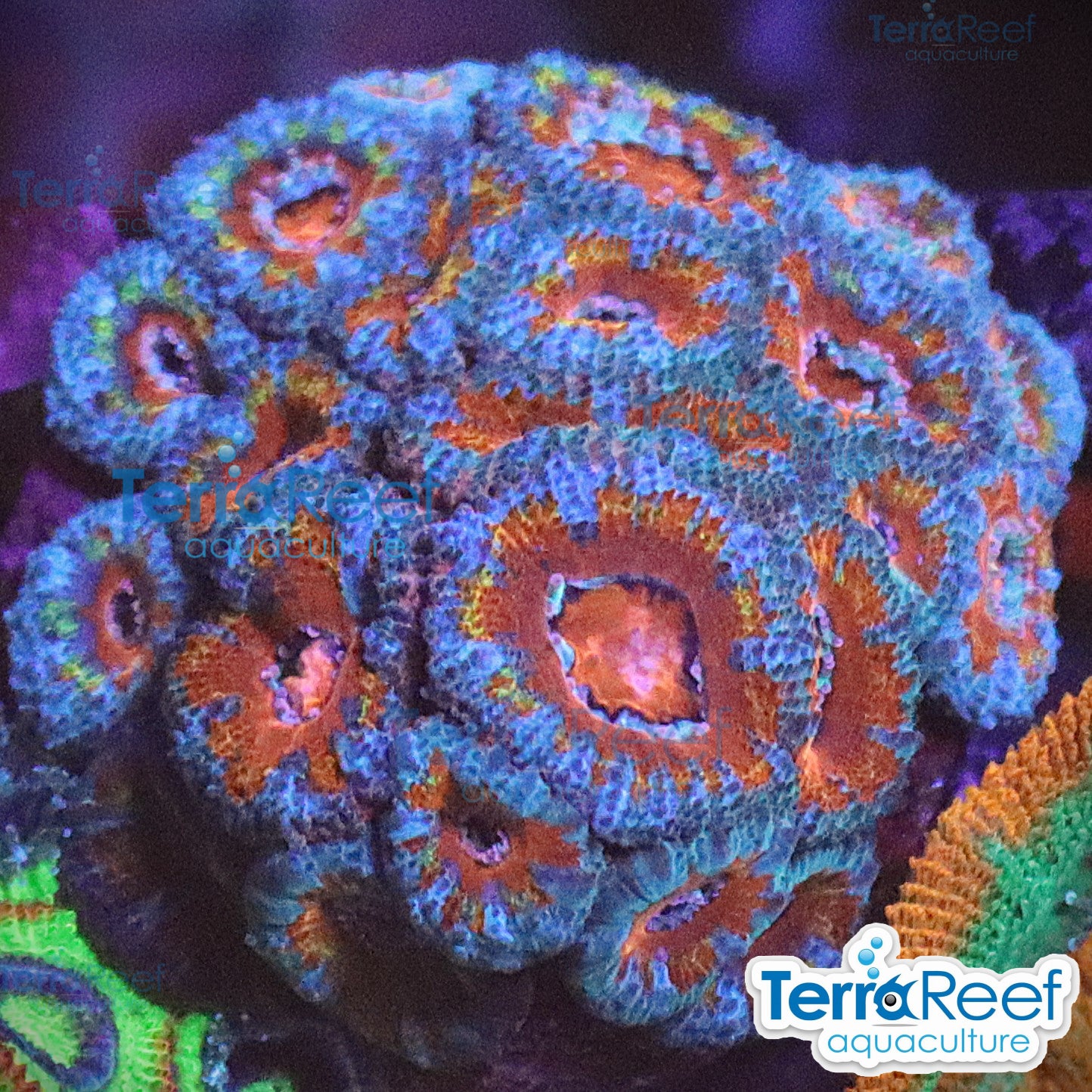 Rainbow Red Micromussa "Acan lord" Frag WYSIWYG Frag 42Sink