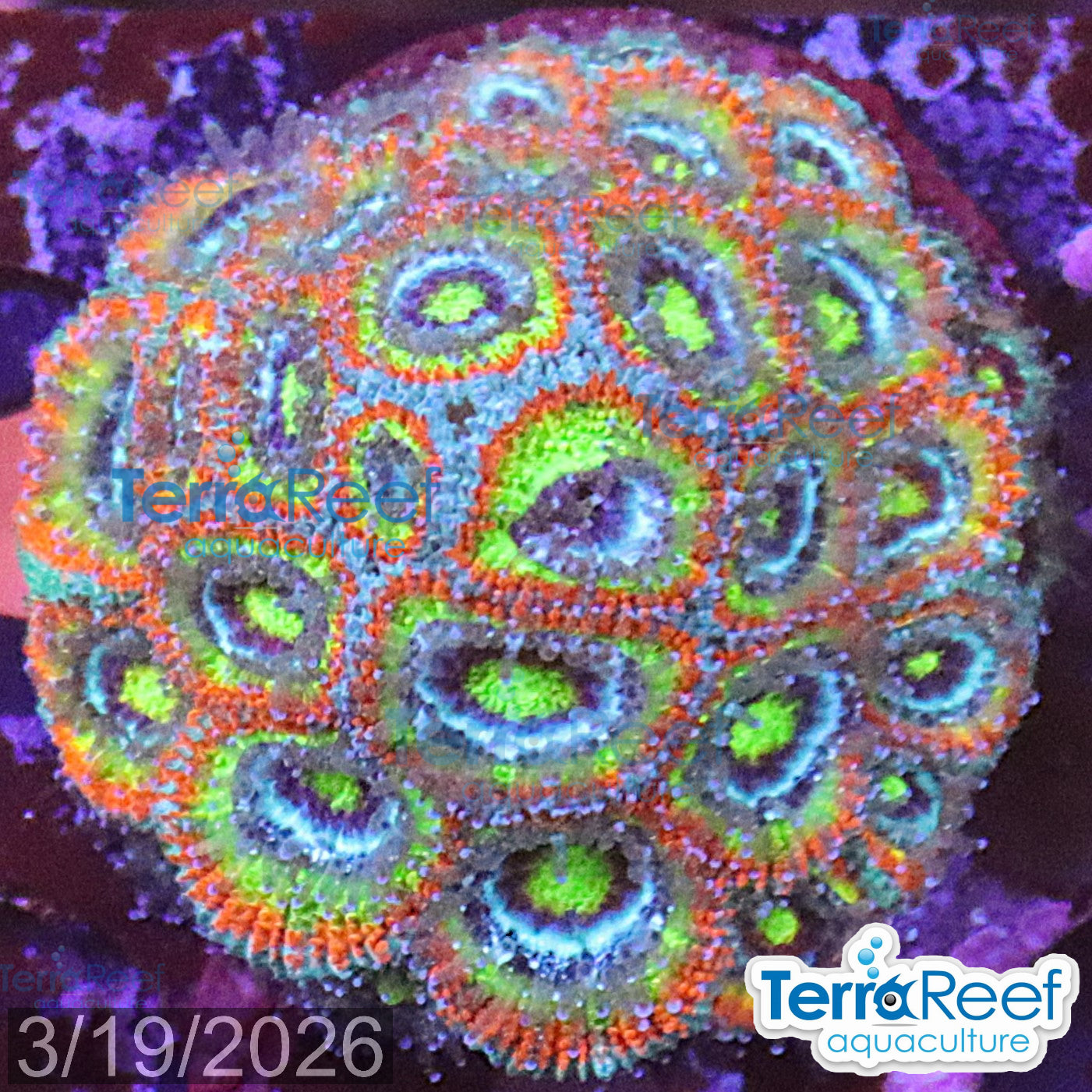 Aquacultured WYSIWYG Holy Grail Micromussa coral frag for reef aquarium
