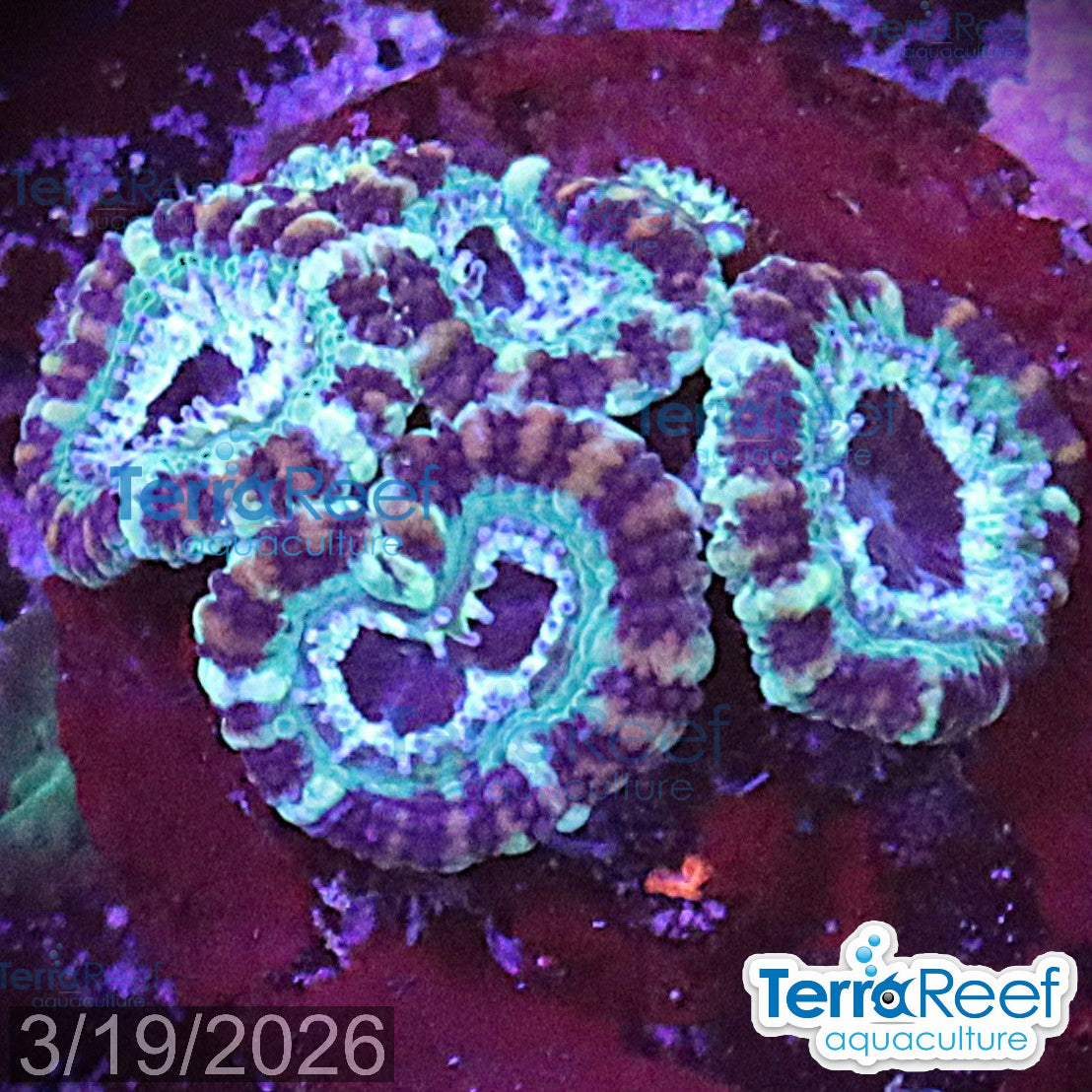 Teal Micromussa Acan Lord aquacultured WYSIWYG coral frag for reef tank