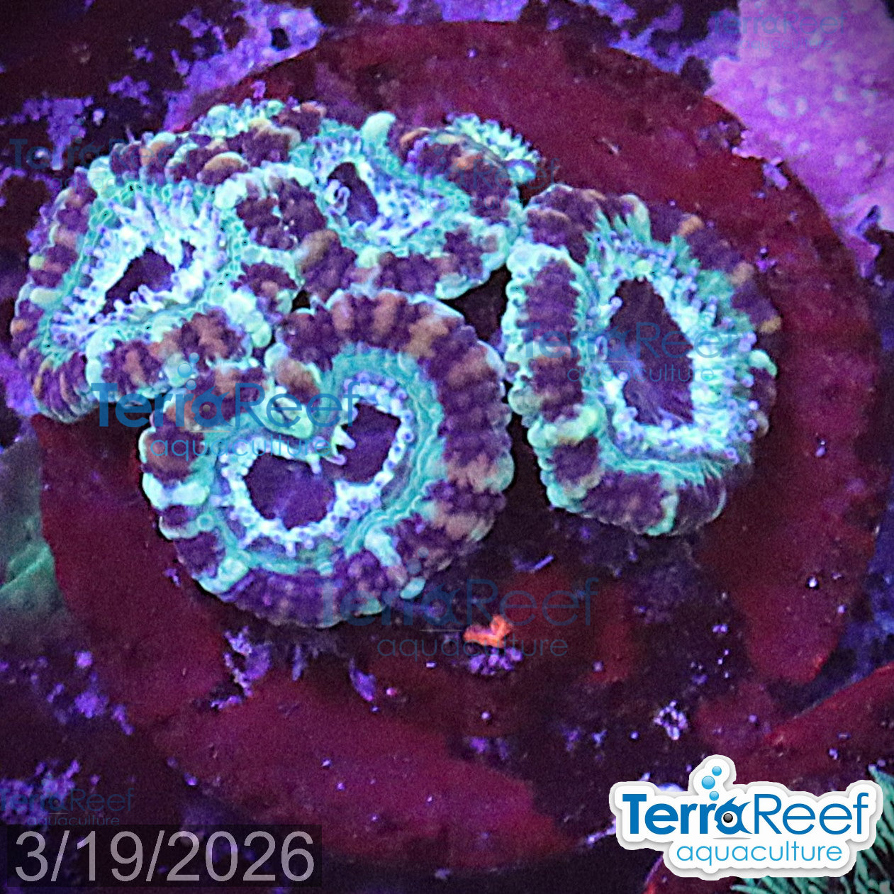 Teal Micromussa "Acan lord" WYSIWYG Frag 27Left