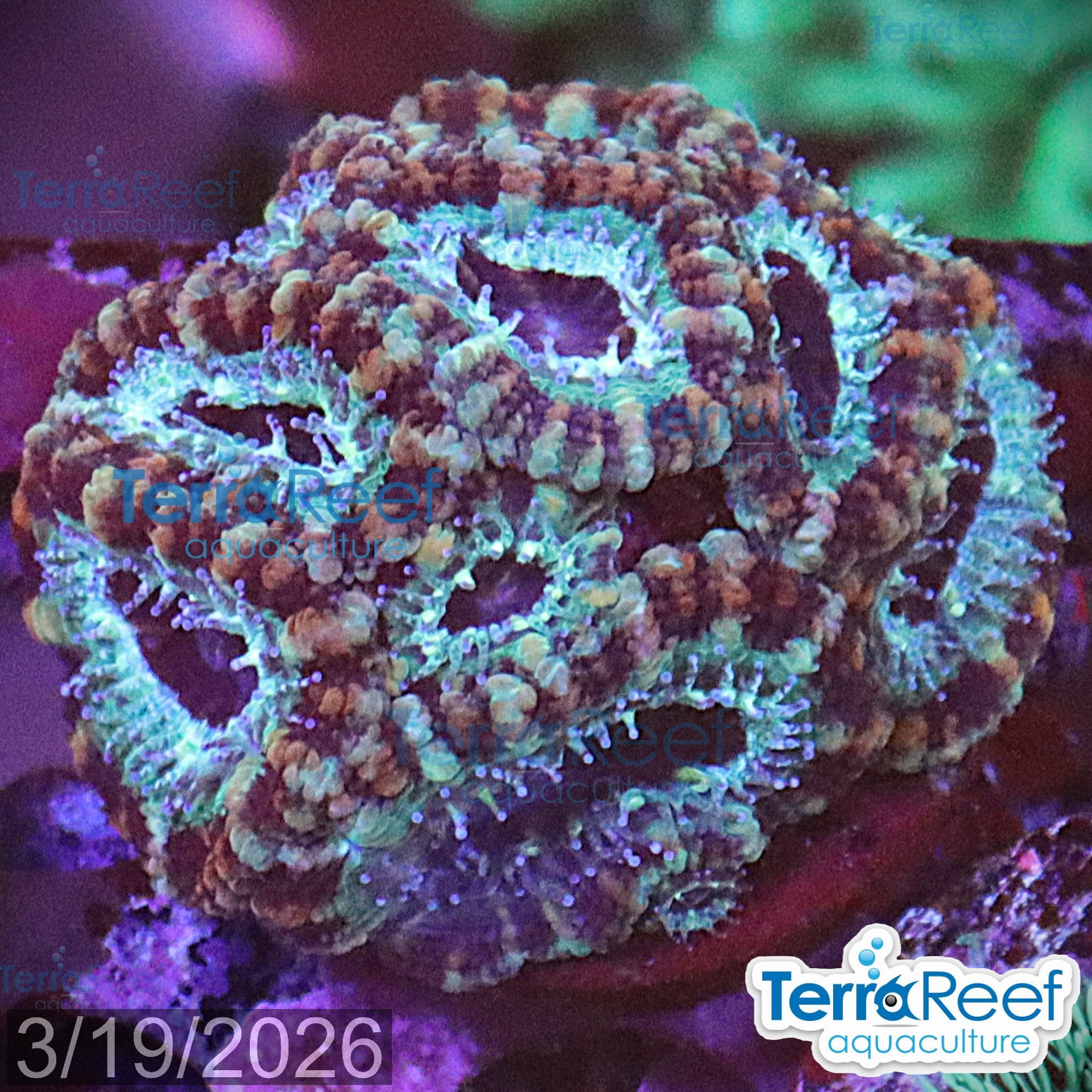 Teal Micromussa Acan Lord aquacultured WYSIWYG coral frag for reef tank