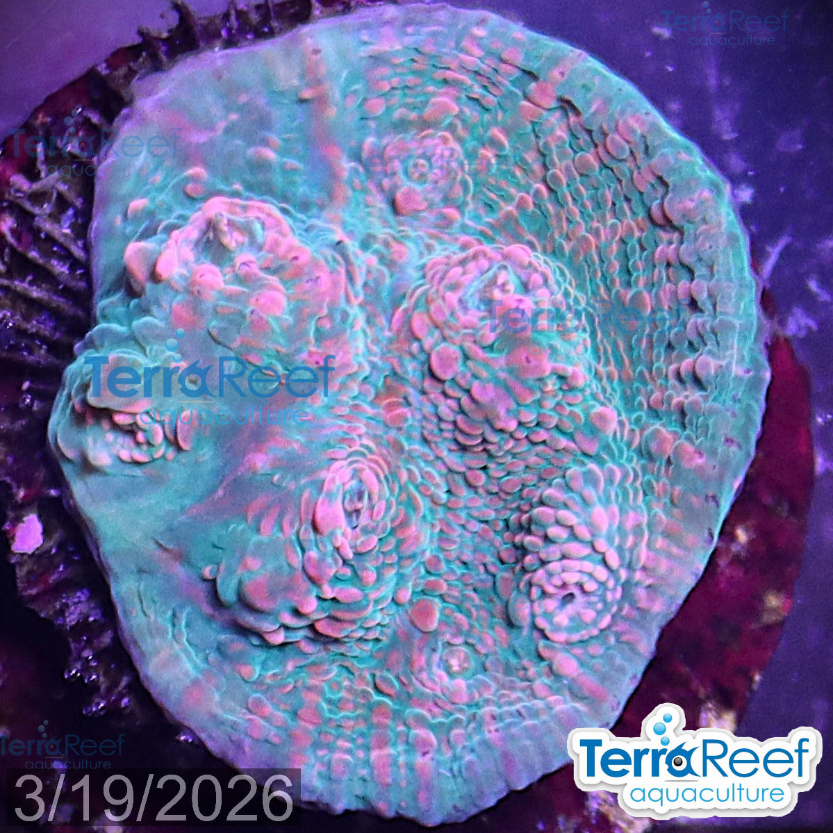 Red Green Chalice WYSIWYG Frag 28Clear