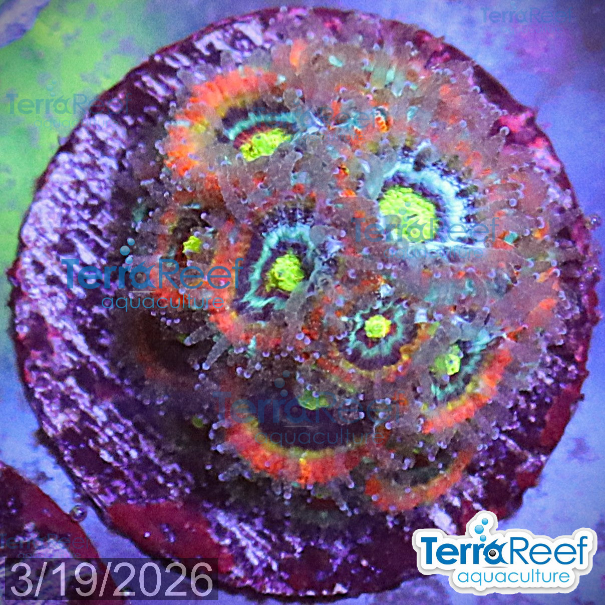 Aquacultured WYSIWYG Holy Grail Micromussa coral frag for reef aquarium