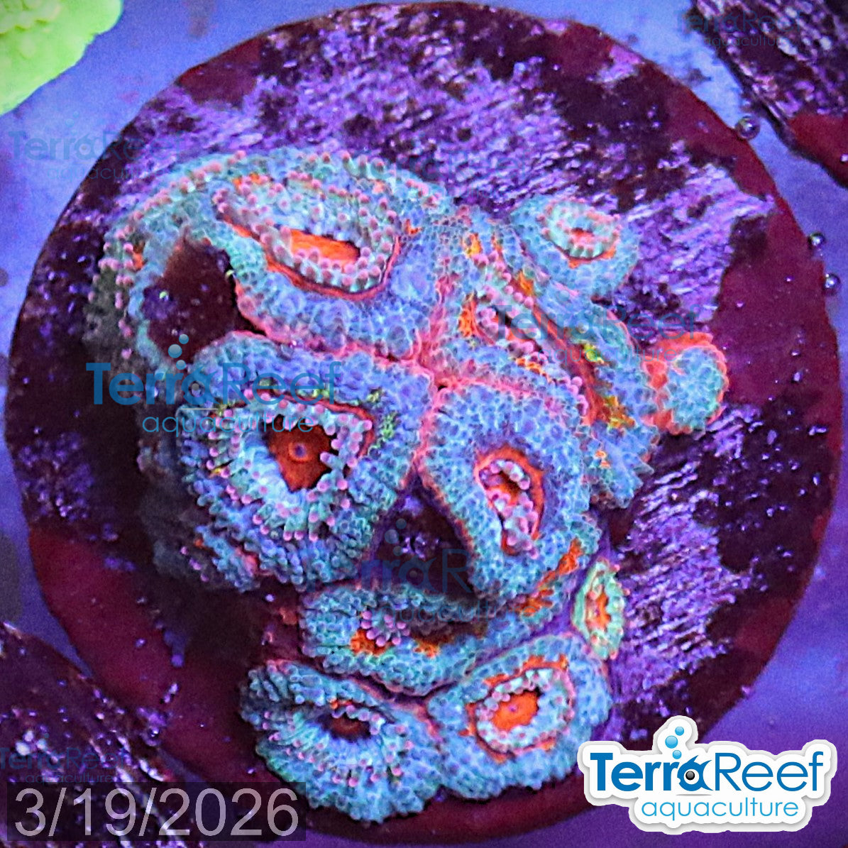 Rainbow Red Micromussa "Acan lord" Frag WYSIWYG Frag 41Clear