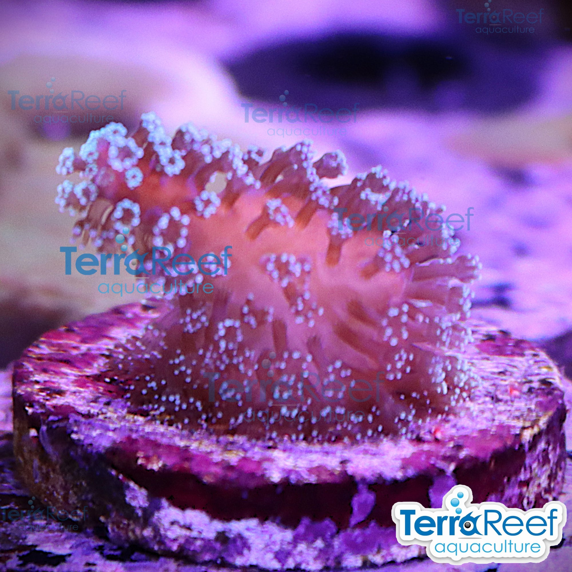 Aquacultured Stylo coral frag under white full spectrum day lighting