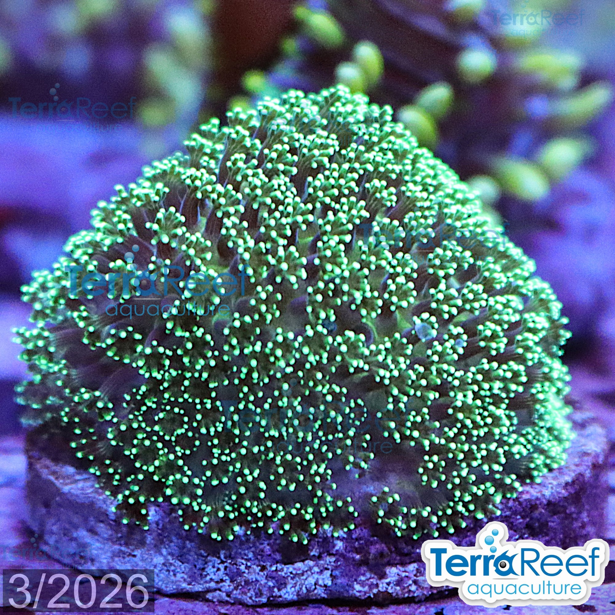 Green Stylophora aquacultured WYSIWYG coral colony for reef aquarium