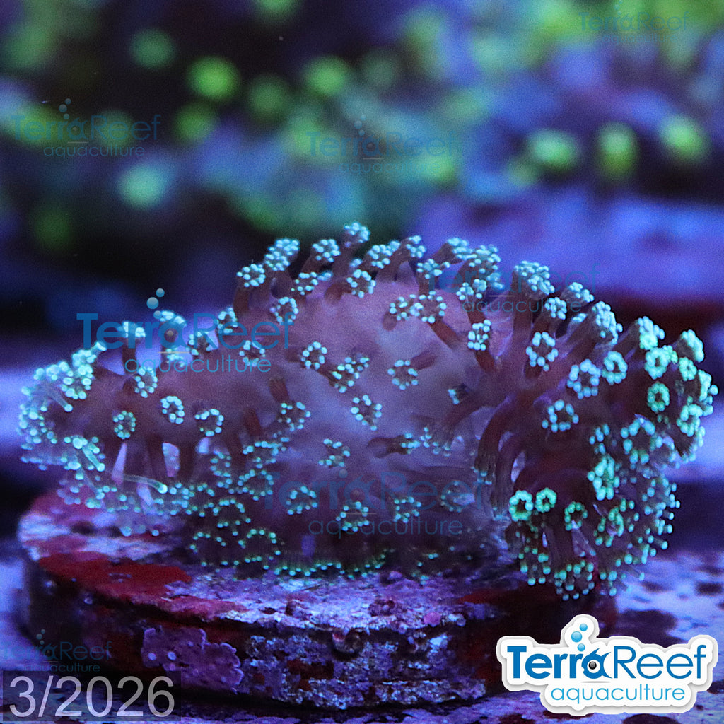 Stylophora Stylo aquacultured WYSIWYG coral frag for reef aquarium