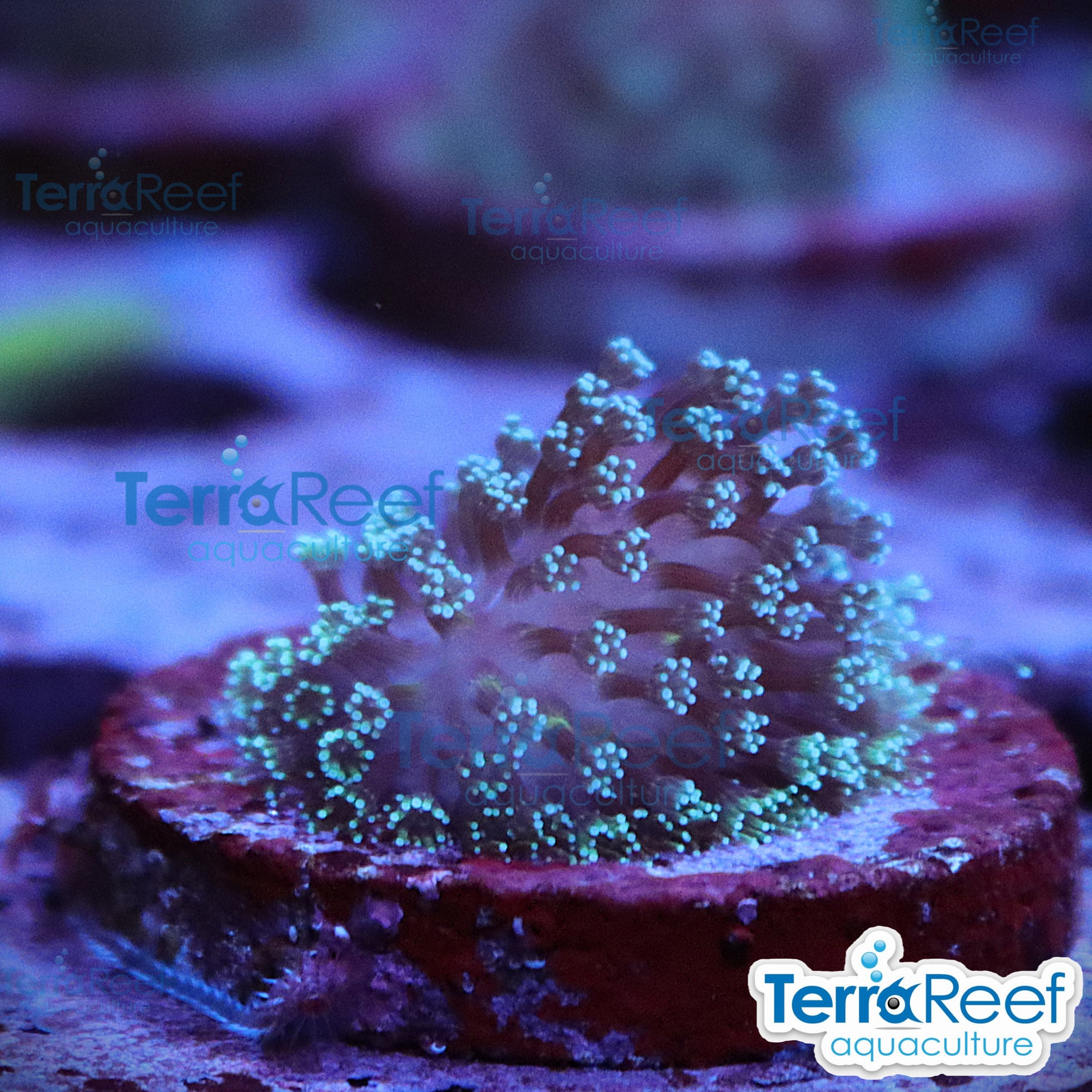 Close-up of a coral with 'TerraReef aquaculture' logo in the corner