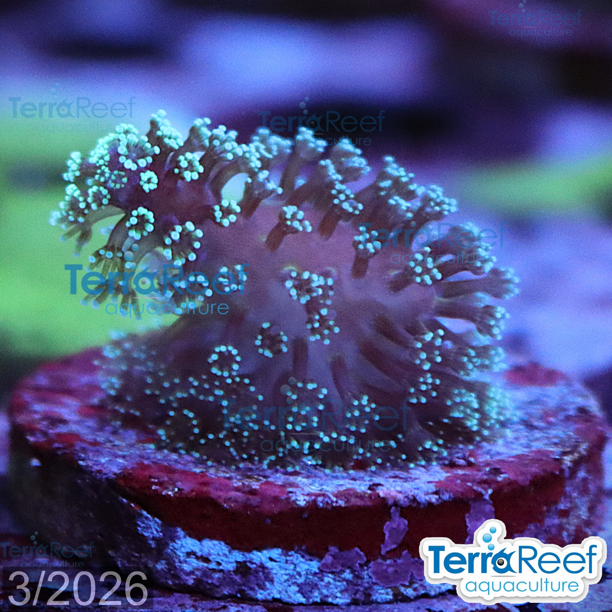 Stylophora Stylo aquacultured WYSIWYG coral frag for reef aquarium