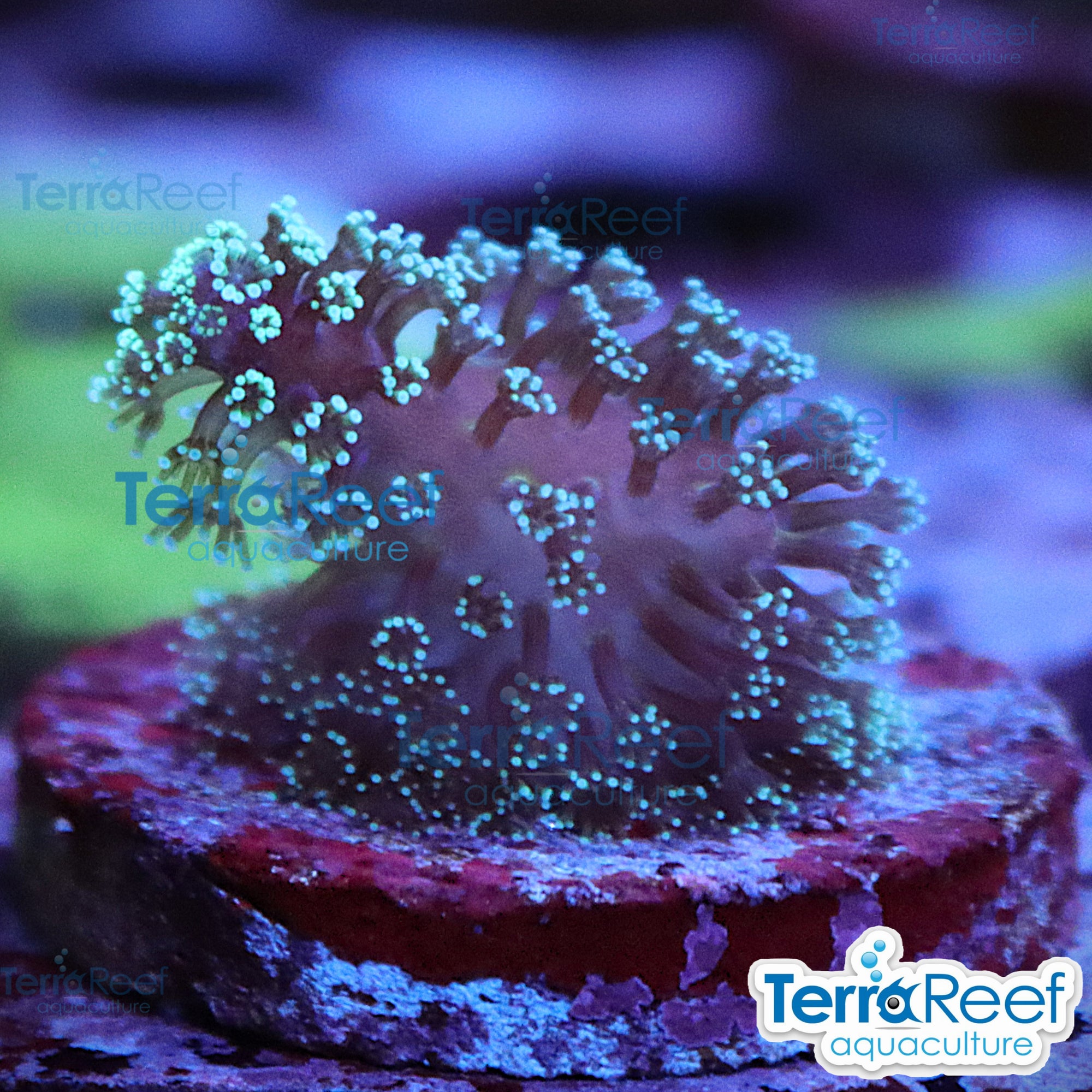 Aquacultured Stylo coral frag under actinic blue lighting