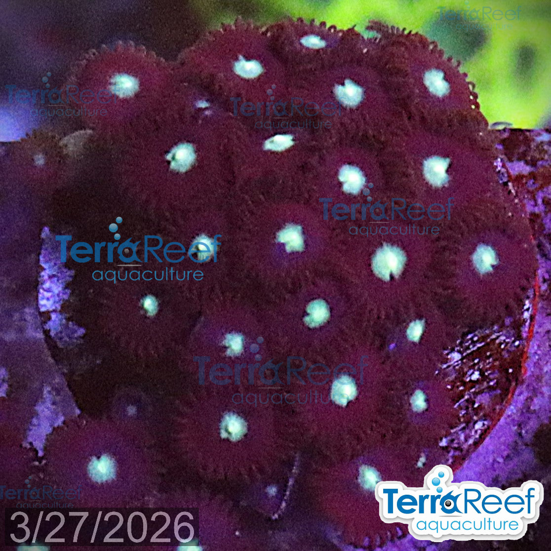 Mint Chocolate Chip Zoanthid WYSIWYG Frag 42Top
