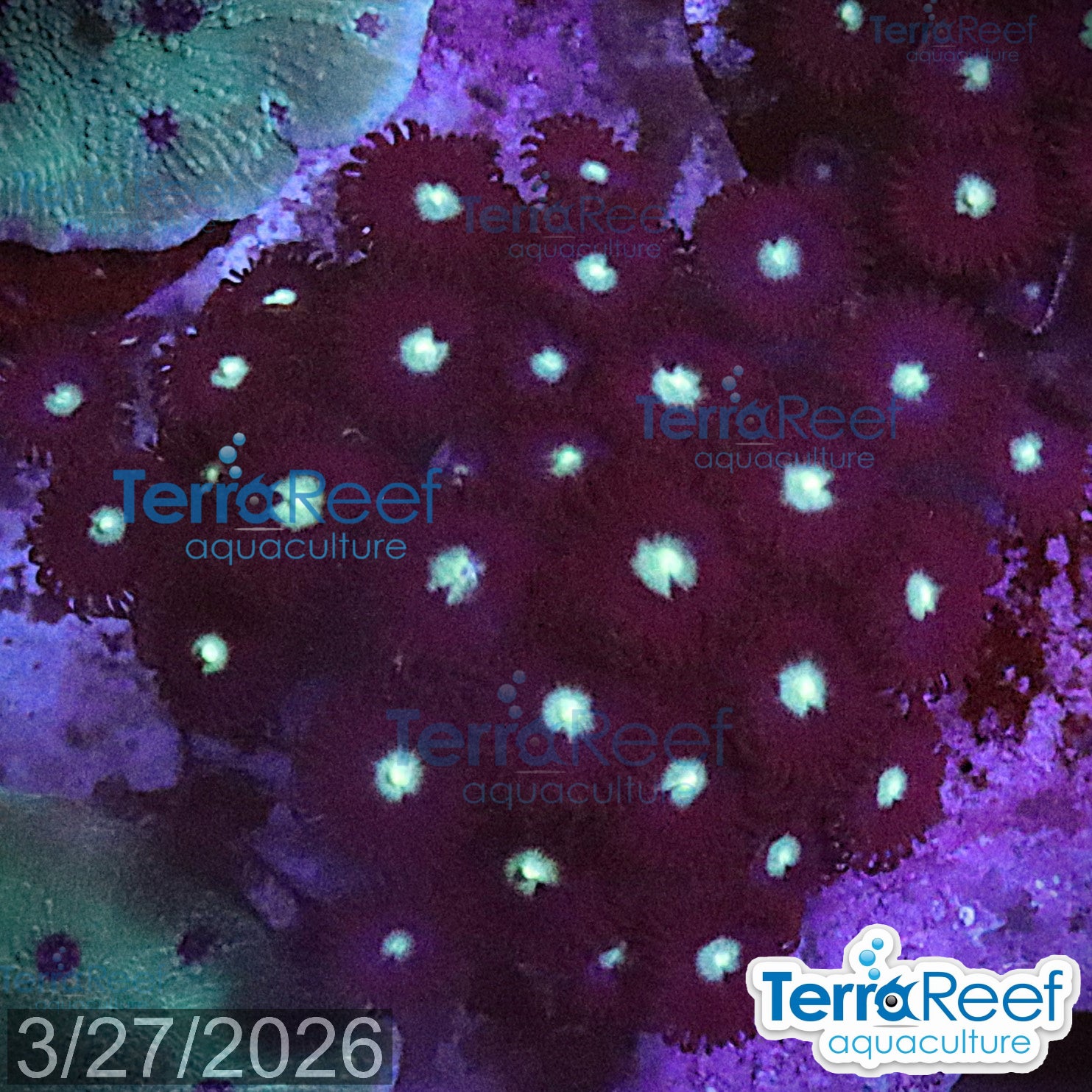 Mint Chocolate Chip Zoanthid WYSIWYG Frag 43Mid