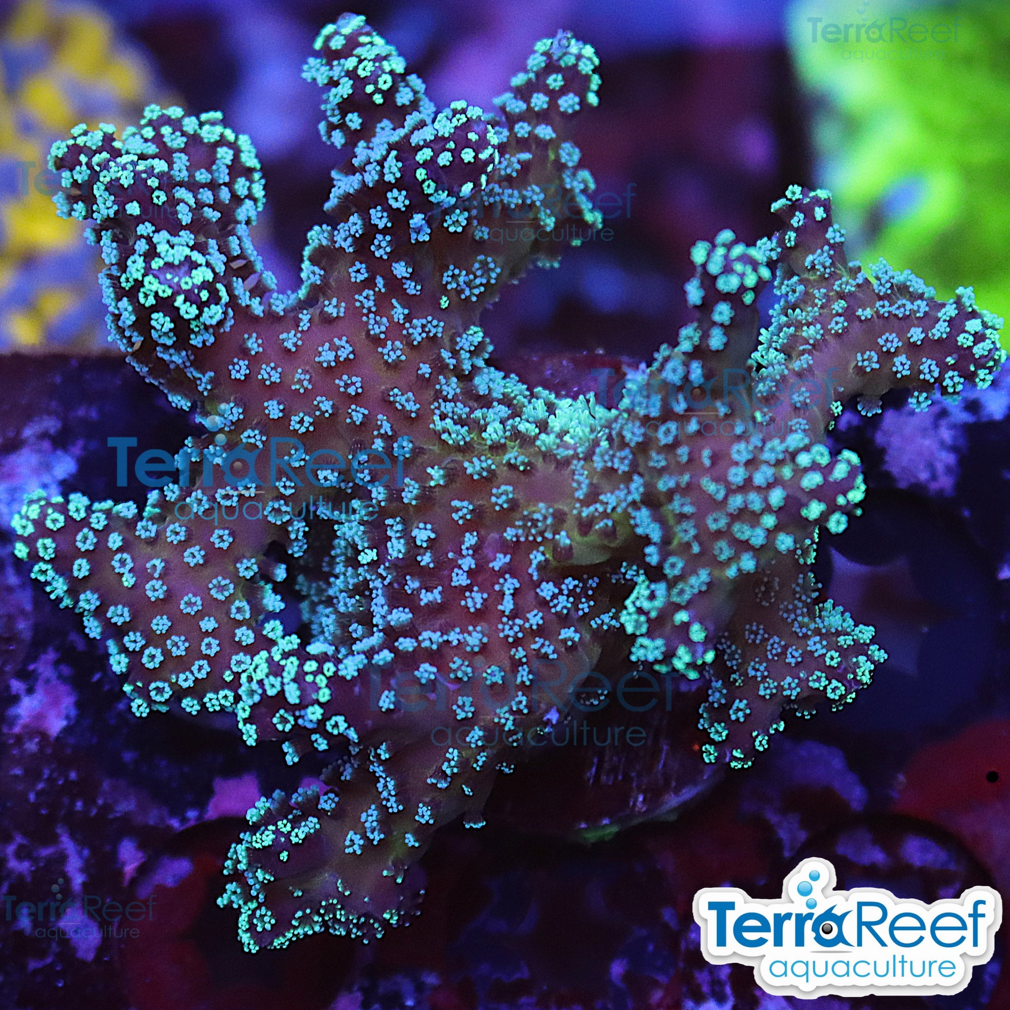 Stylophora Stylo aquacultured coral colony for reef aquarium