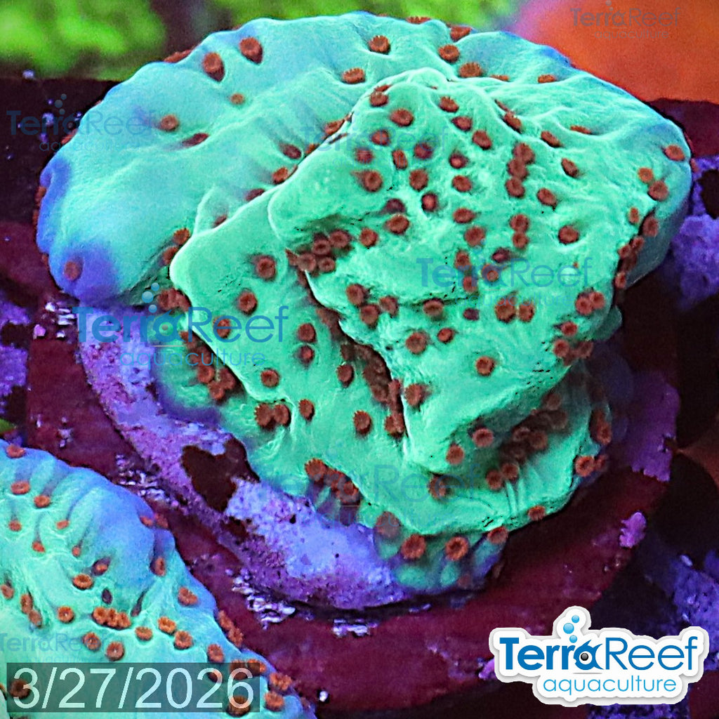 Mind Trick Montipora aquacultured WYSIWYG coral frag for reef aquarium