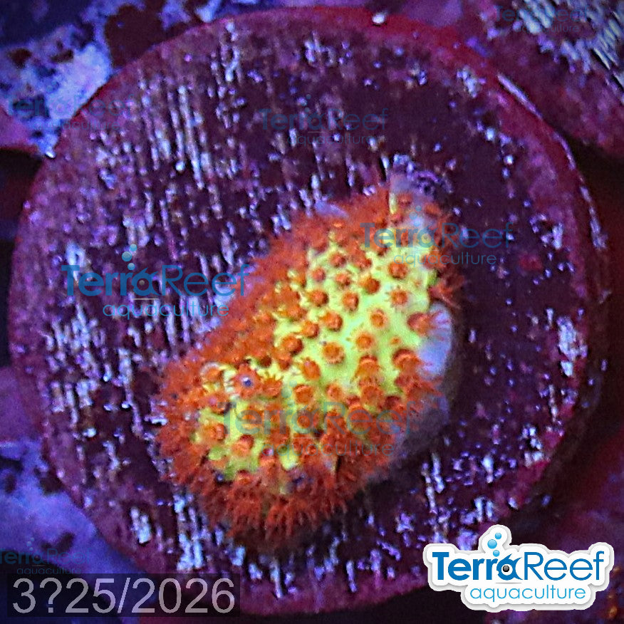 Burning Banana Stylo aquacultured WYSIWYG coral Stylocoeniella frag reef