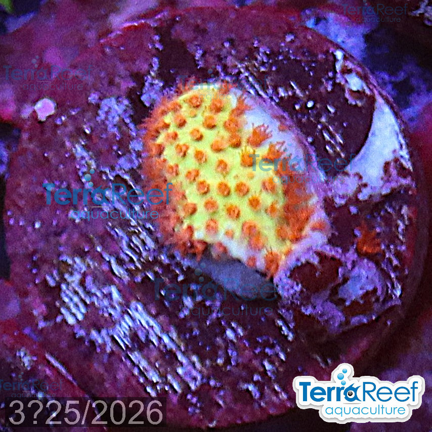 Burning Banana Stylo aquacultured WYSIWYG coral Stylocoeniella frag reef