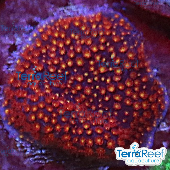 Aquacultured SPS coral Stardust "Stylo" Stylocoeniella