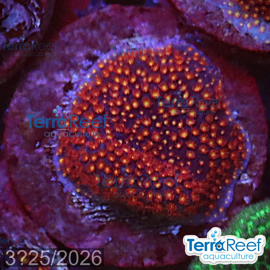 Stardust "Stylo" Stylocoeniella WYSIWYG Frag 7MidLeft