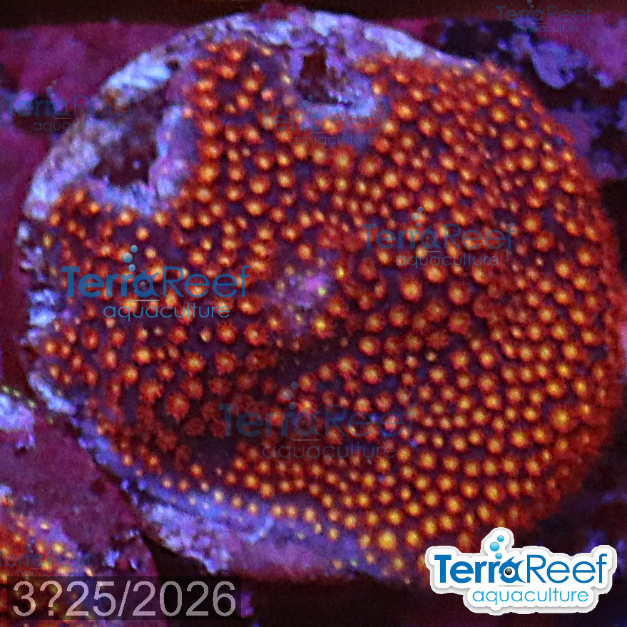 Stardust "Stylo" Stylocoeniella WYSIWYG Frag 9Right