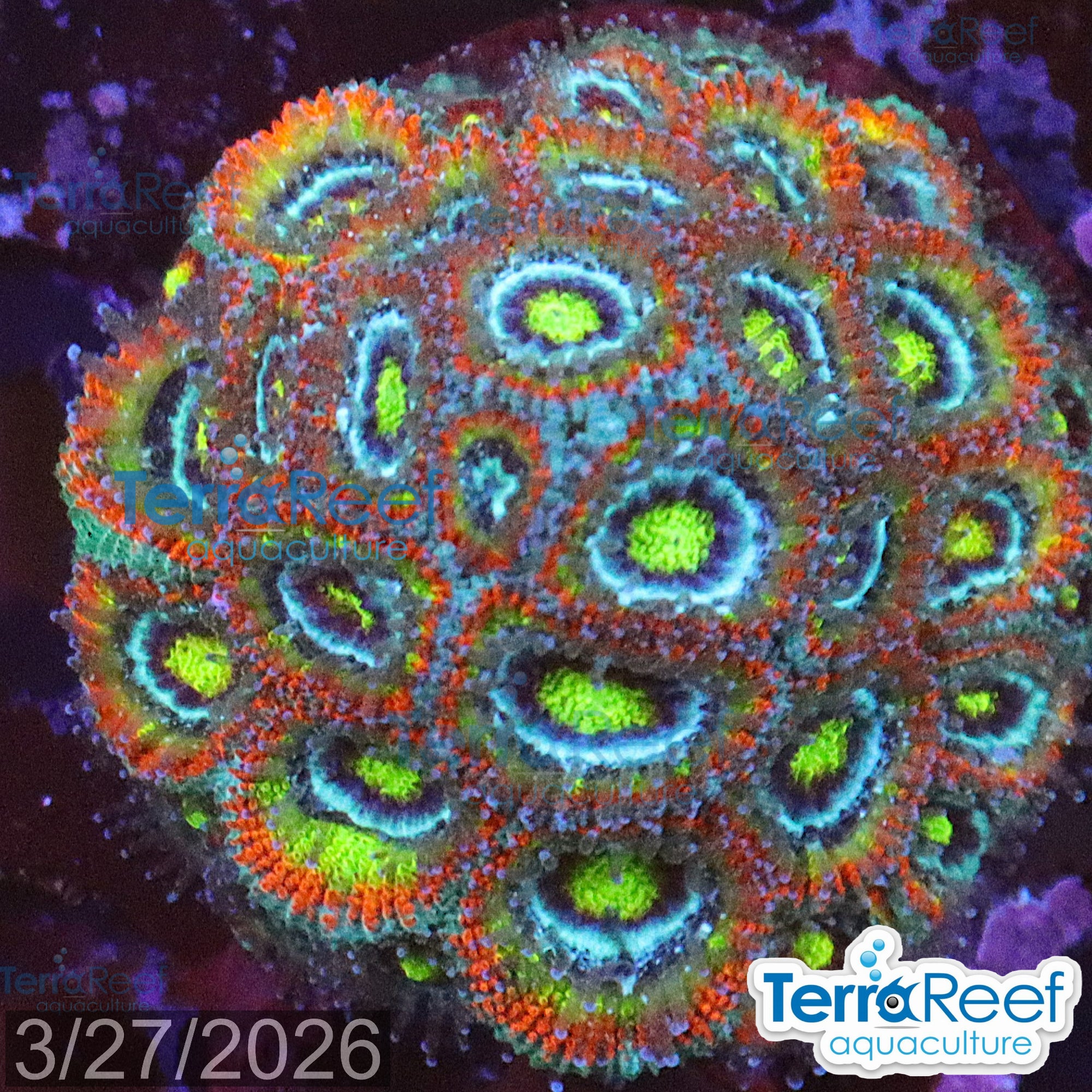 Holy Grail Micromussa Coral WYSIWYG Frag 23Right