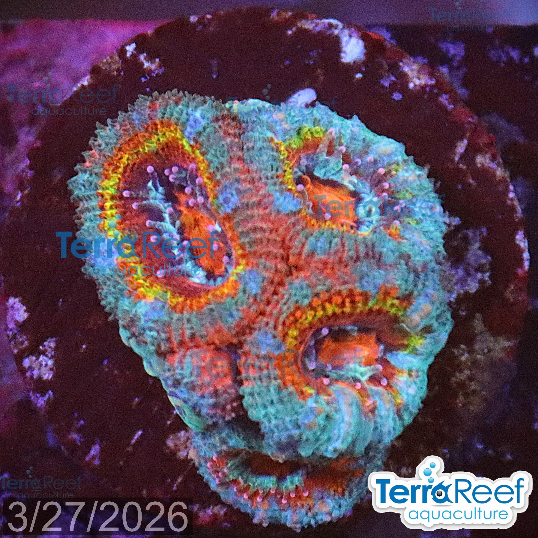 Aquacultured WYSIWYG rainbow red Micromussa acan lord coral frag for reef aquarium