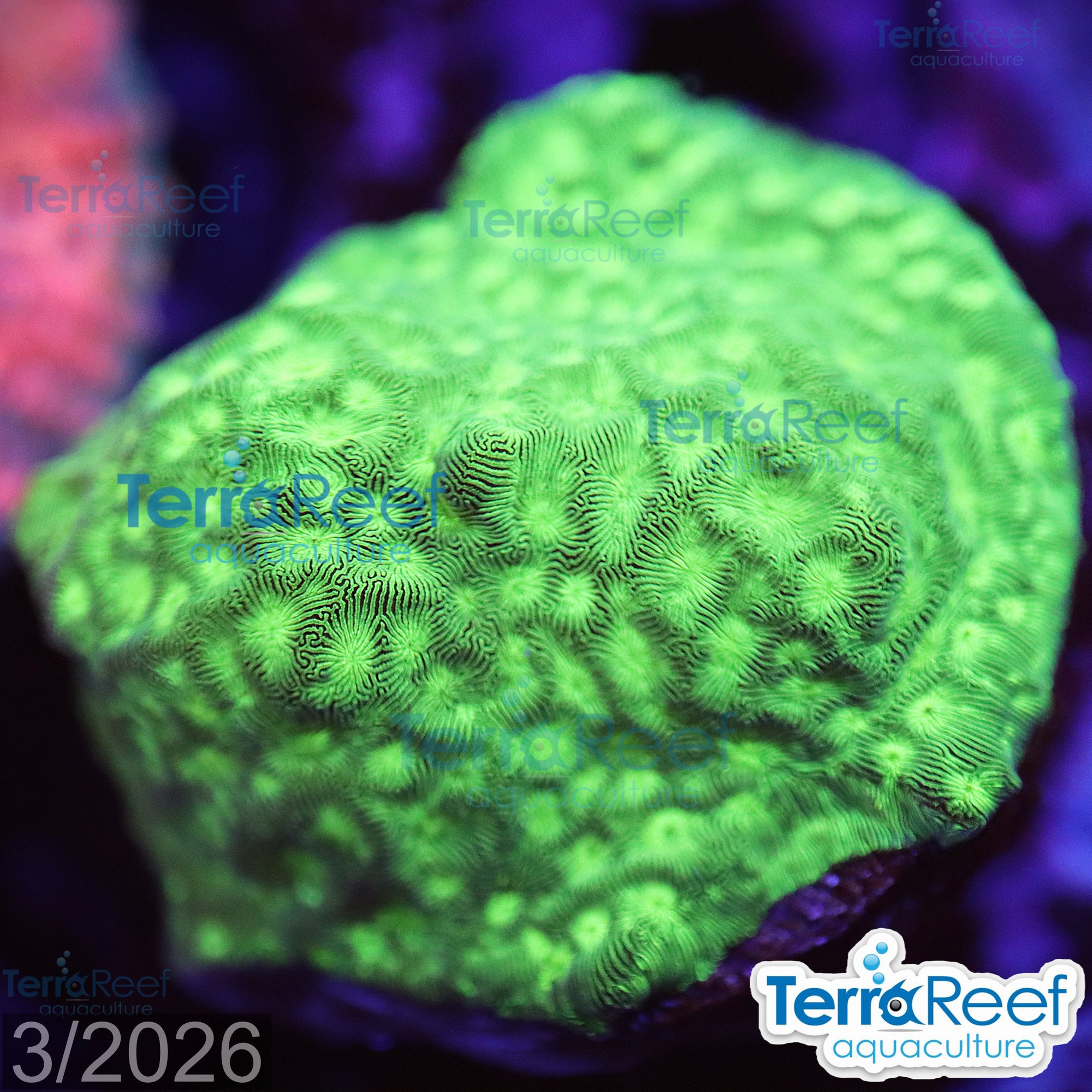 Jason Fox Neon Green Leptoseris aquacultured WYSIWYG coral frag for reef tank