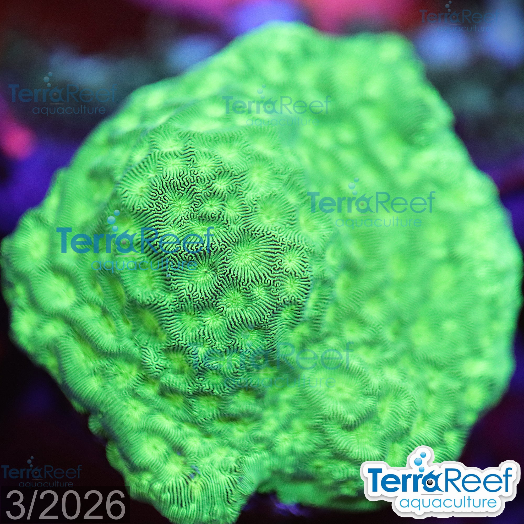 Jason Fox Neon Green Leptoseris aquacultured WYSIWYG coral frag for reef tank