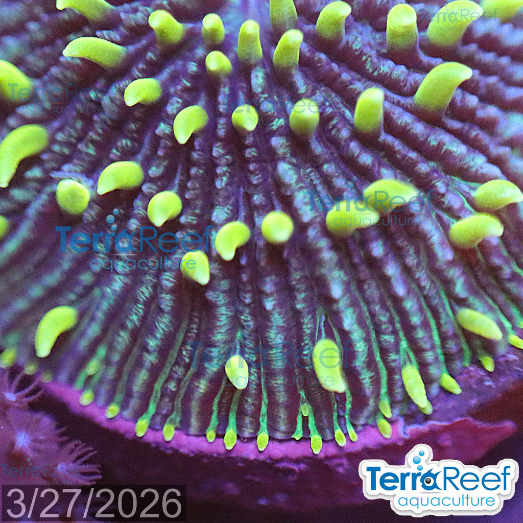 ReefGen Project X Fungid Fungia Plate WYSIWYG Frag 19Loose