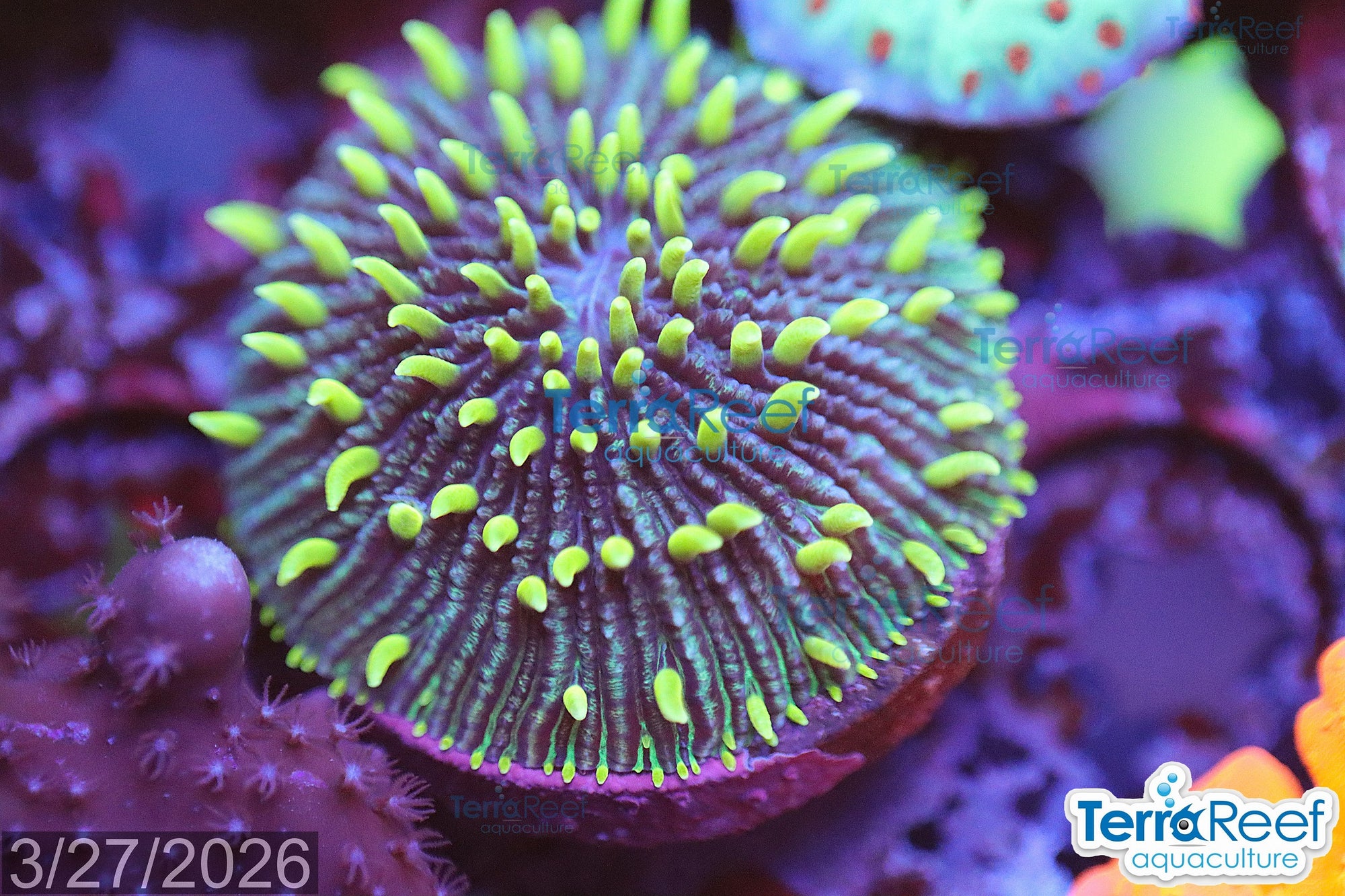 ReefGen Project X Fungid Fungia Plate WYSIWYG Frag 19Loose