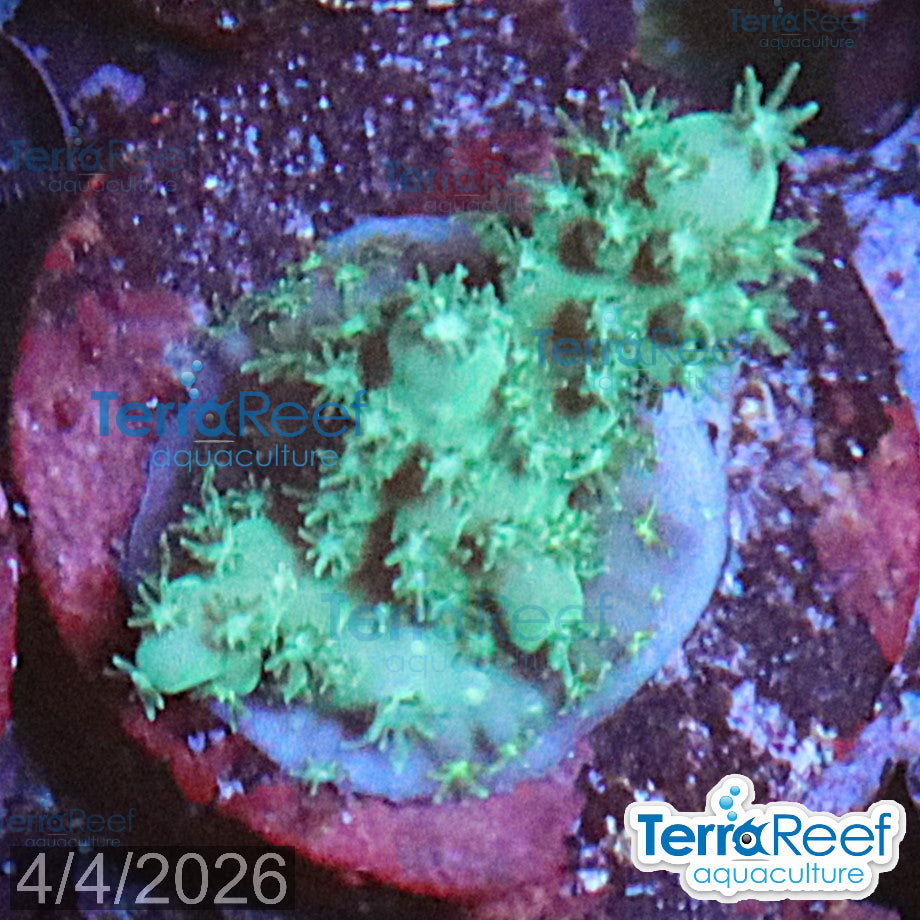 Stubby Finger Acro WYSIWYG Frag 22