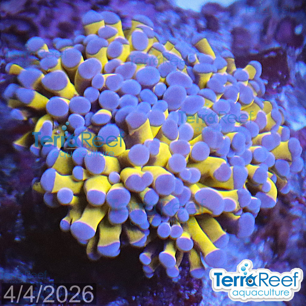 Aussie Gold Torch Coral WYSIWYG 23Large